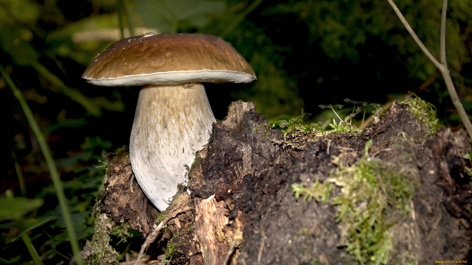 природа, грибы, простор
