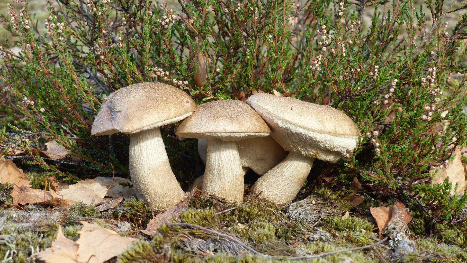 природа, грибы, простор