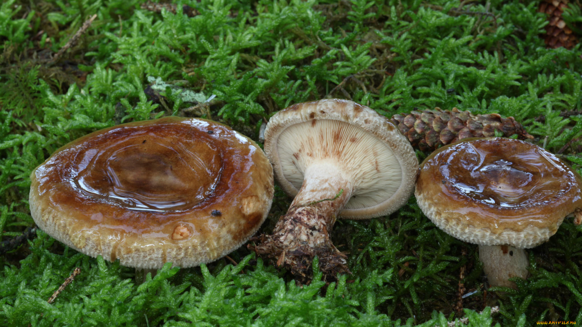 природа, грибы, простор