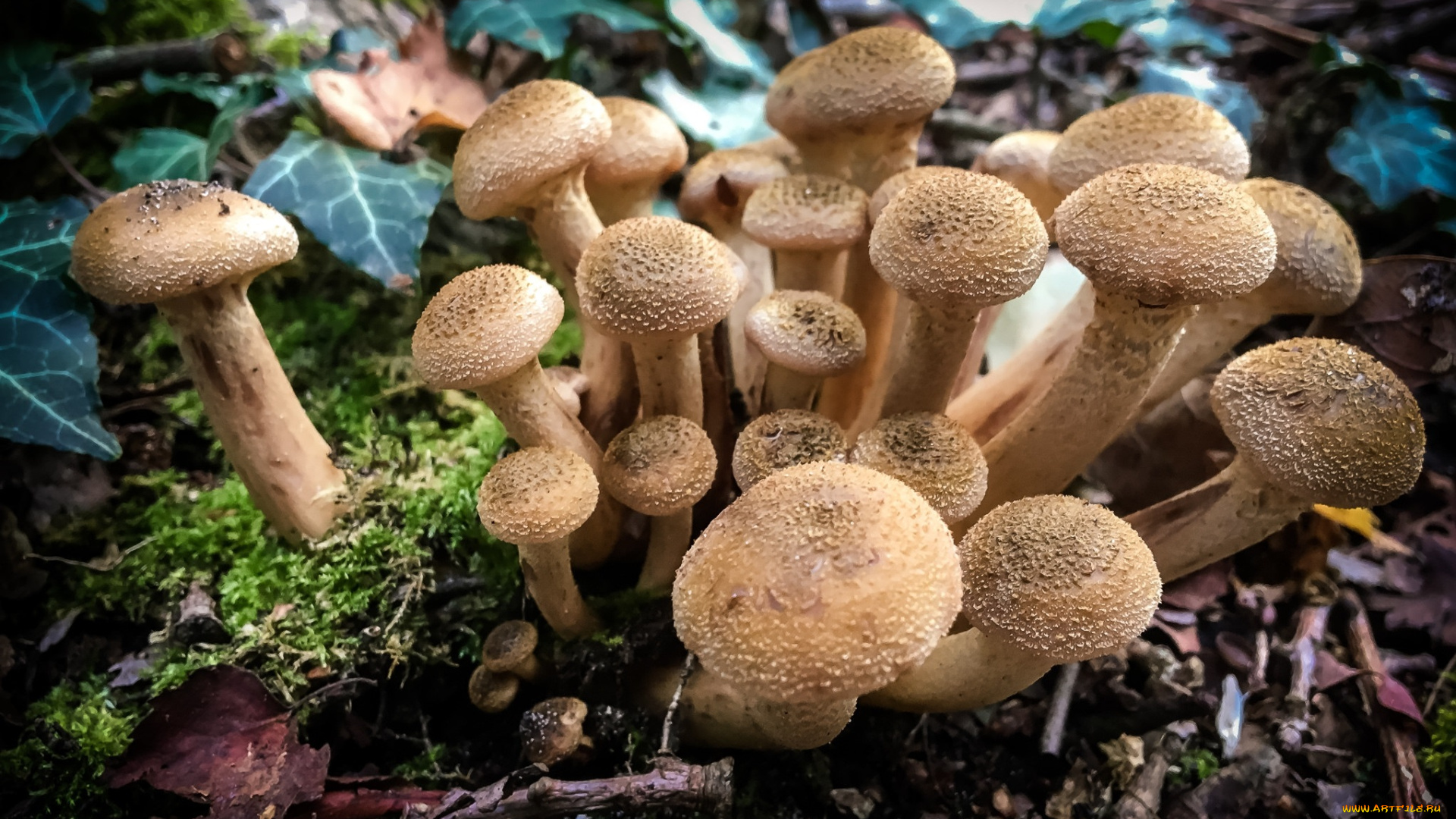 природа, грибы, простор