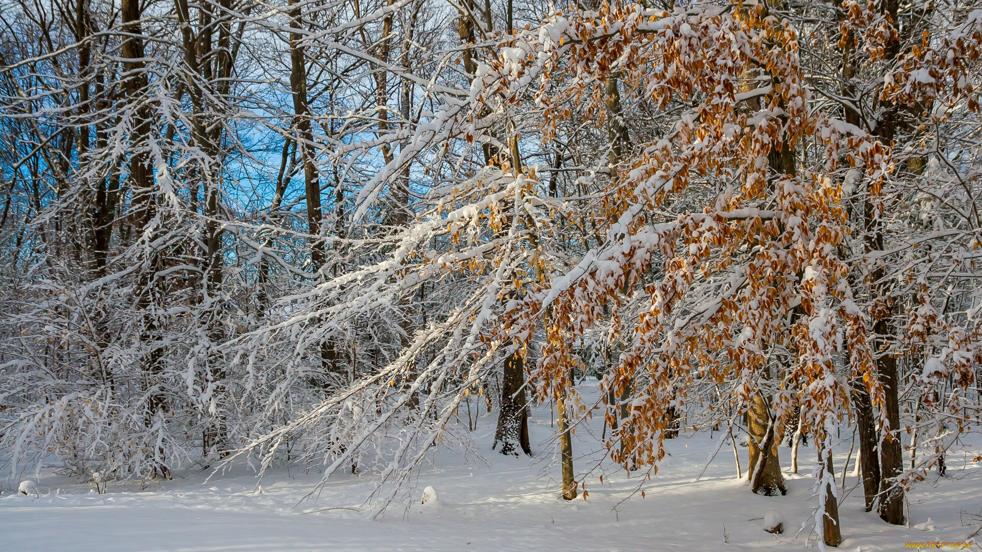 природа, лес, деревья, снег, зима