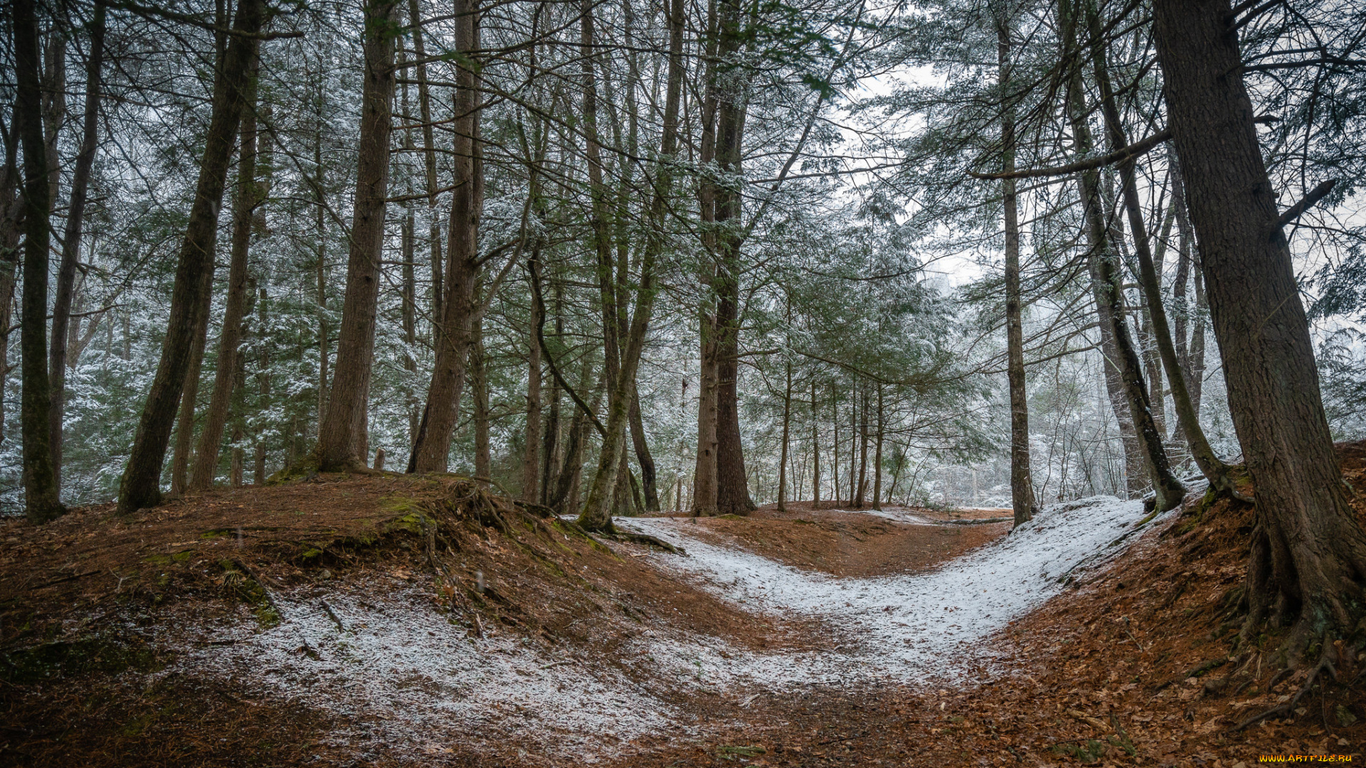 природа, лес, простор