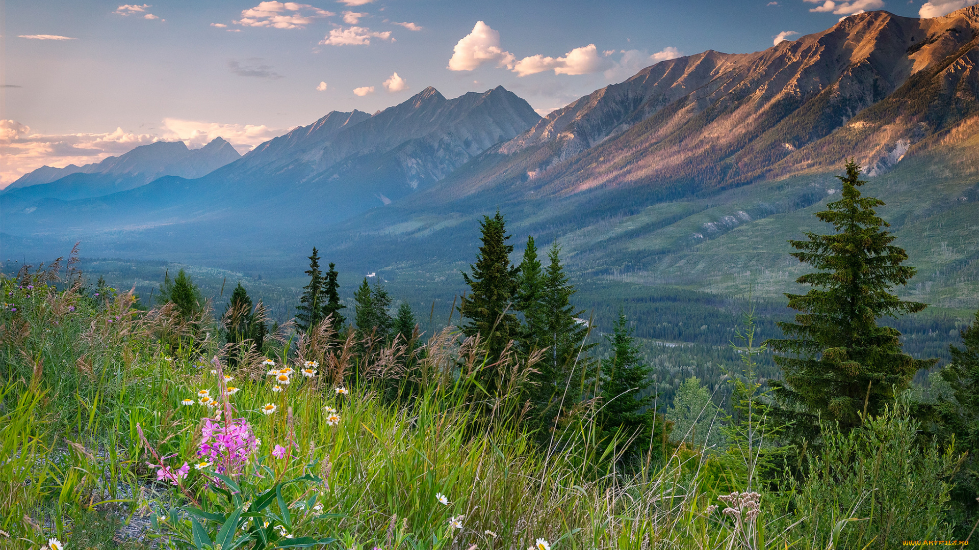 природа, луга, простор