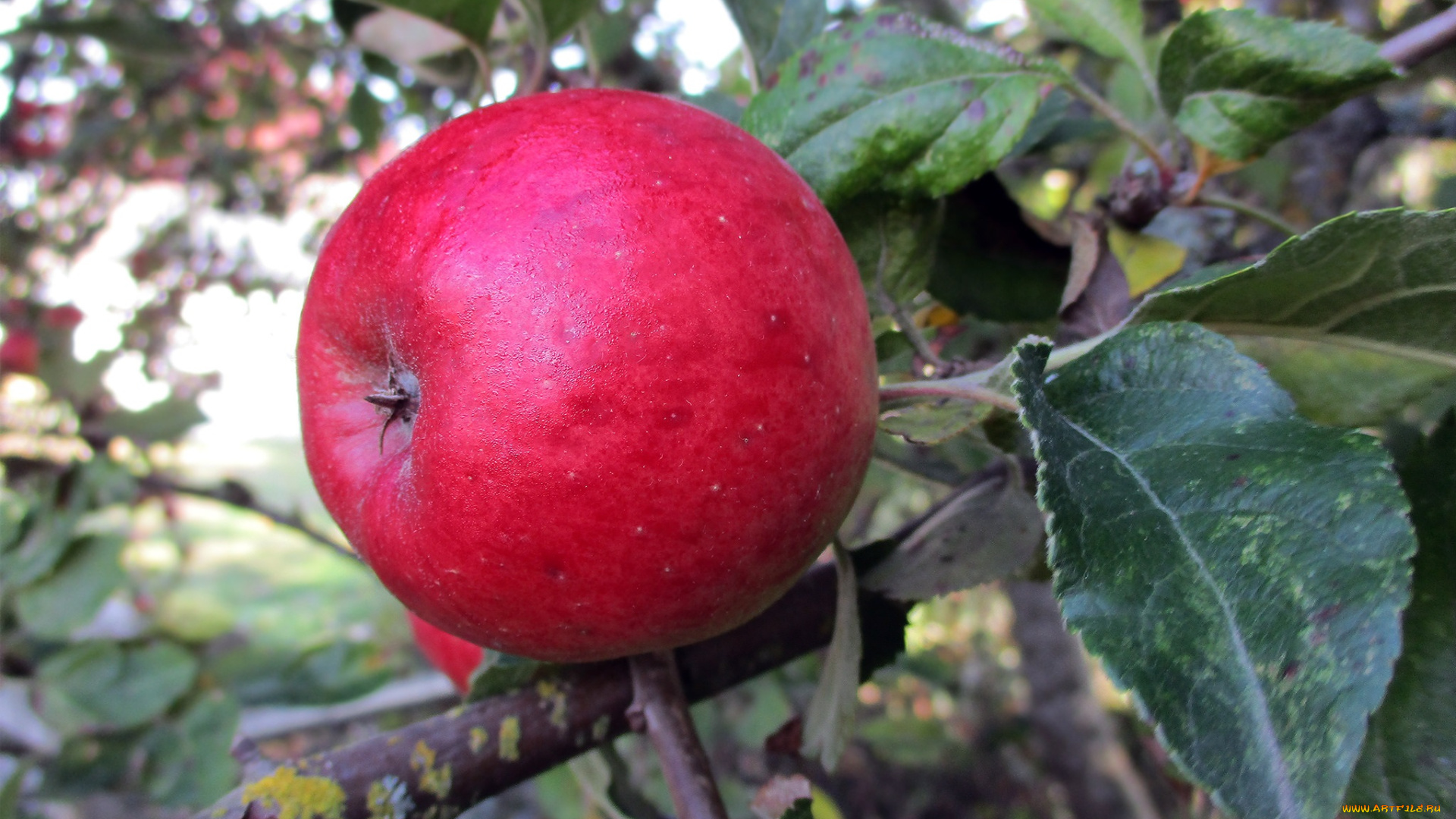 природа, плоды, простор