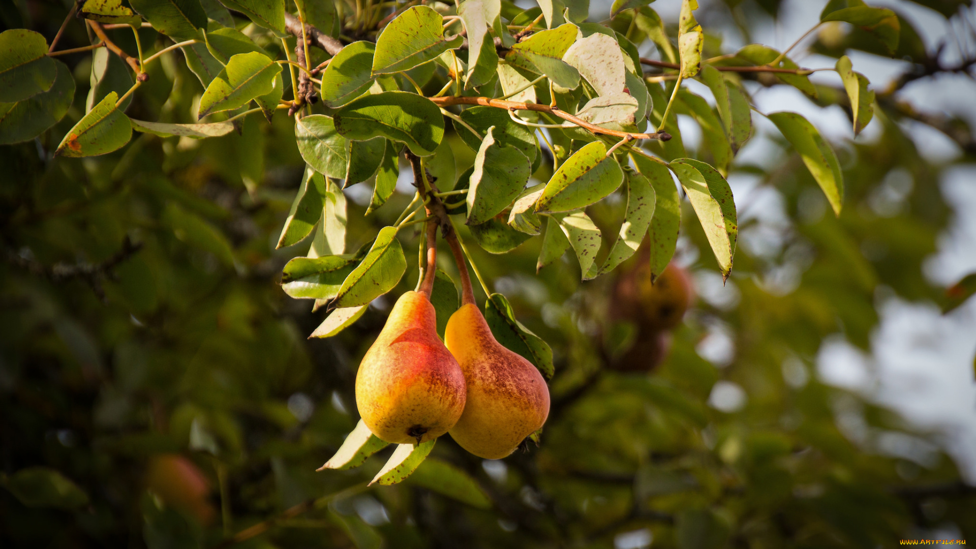 природа, плоды, простор