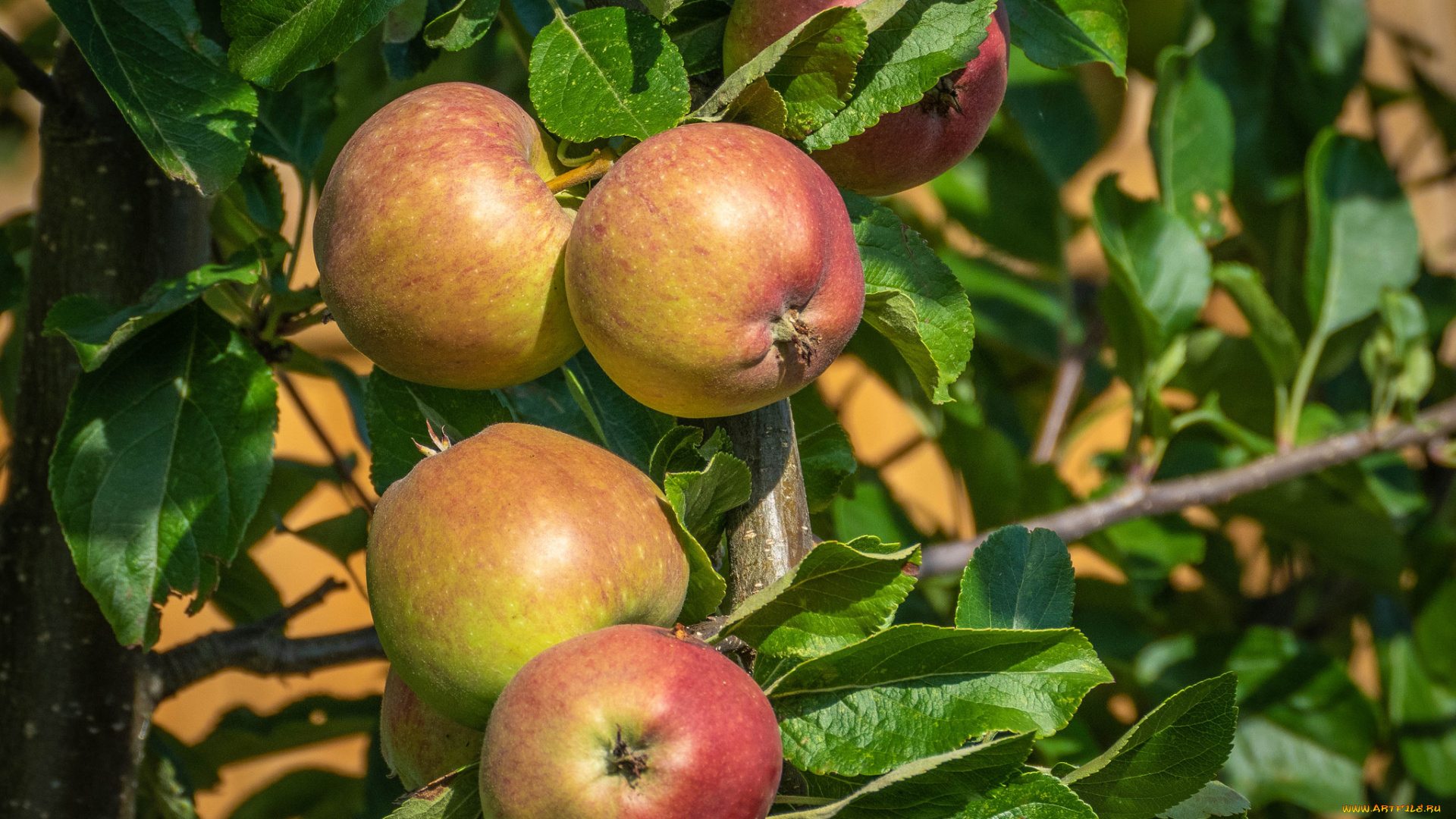 природа, плоды, простор