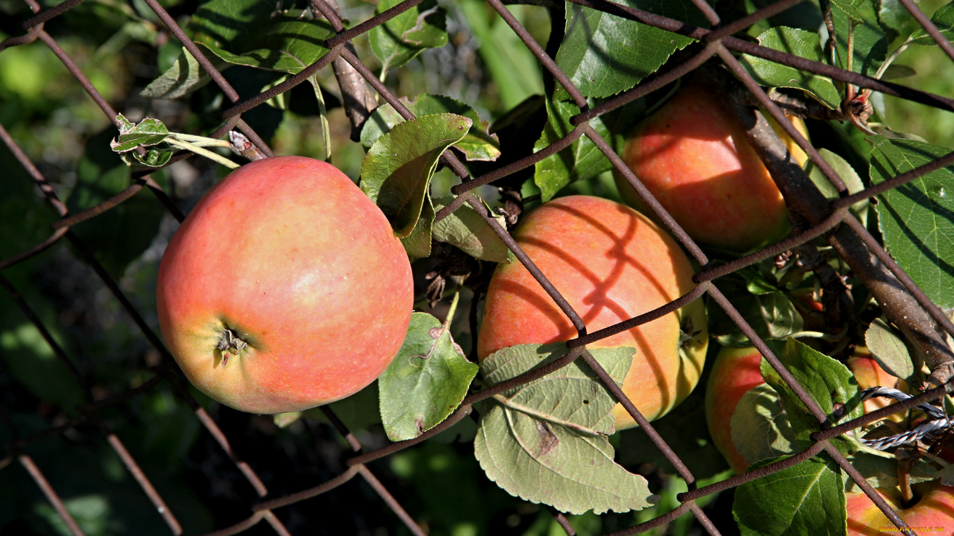 природа, плоды, простор