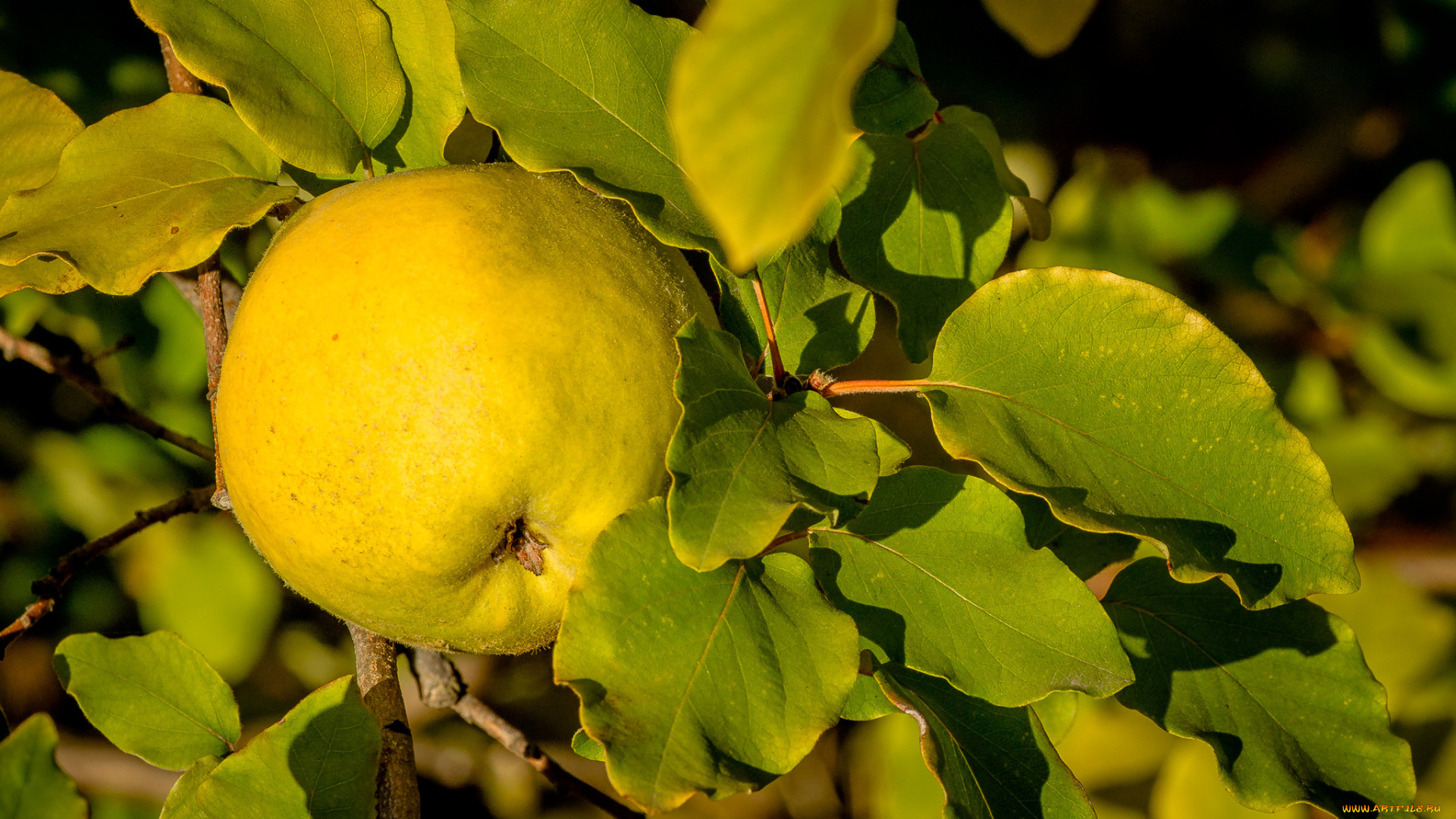 природа, плоды, простор