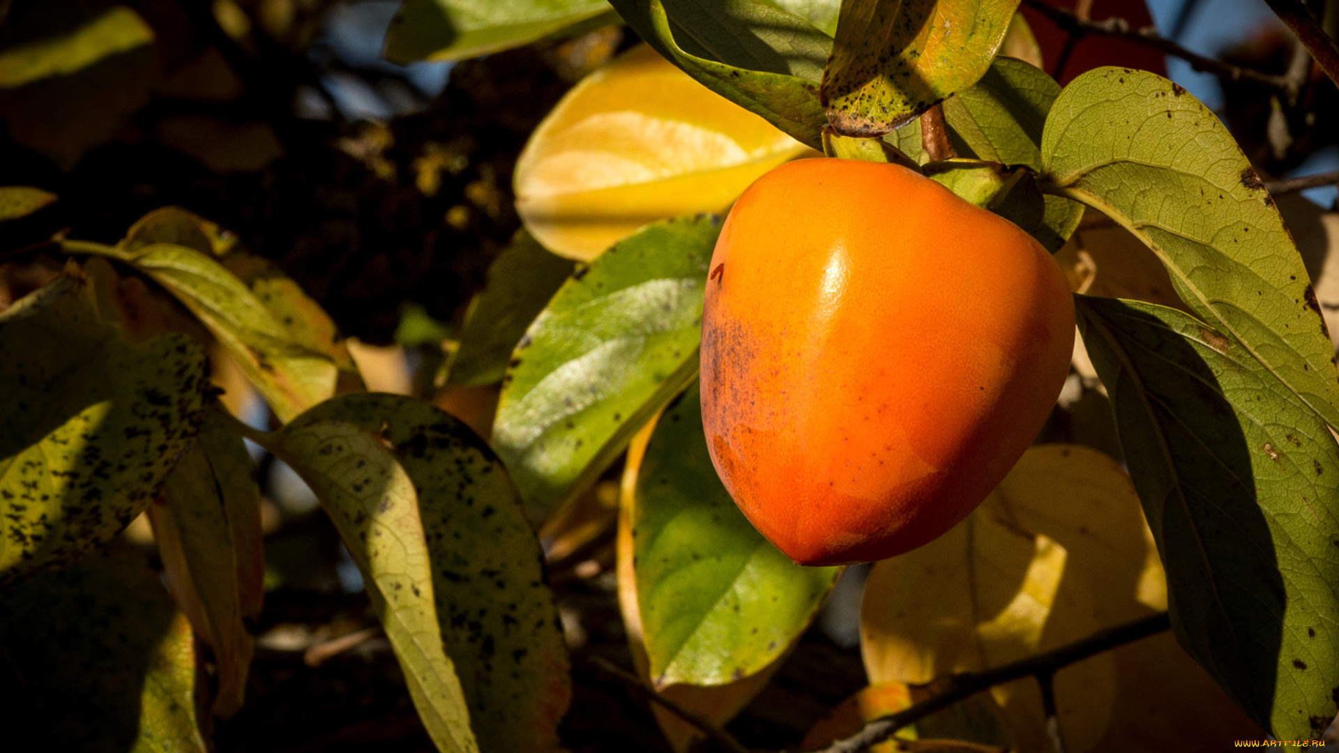 природа, плоды, простор