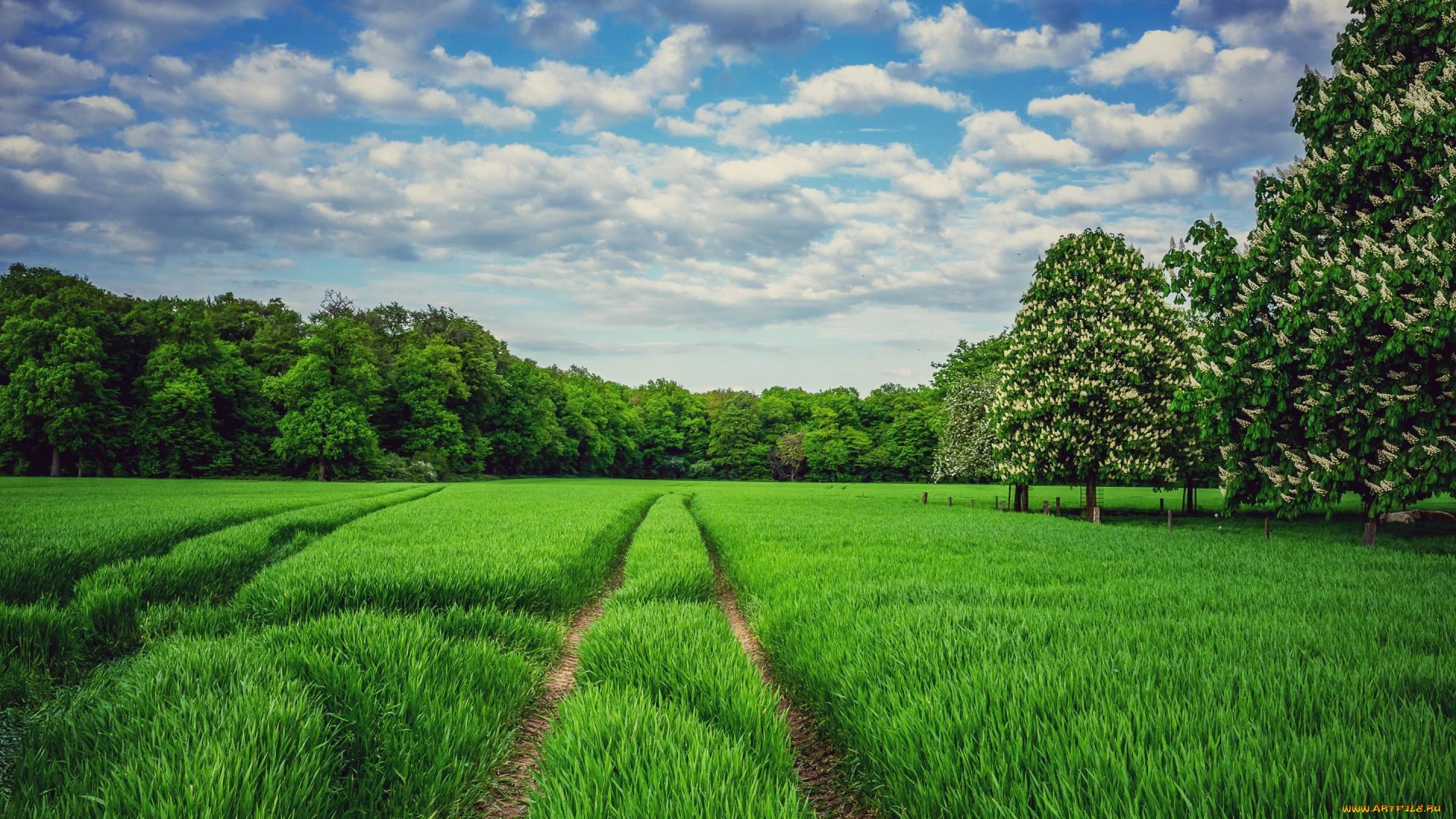 природа, поля, облака, деревья, поле