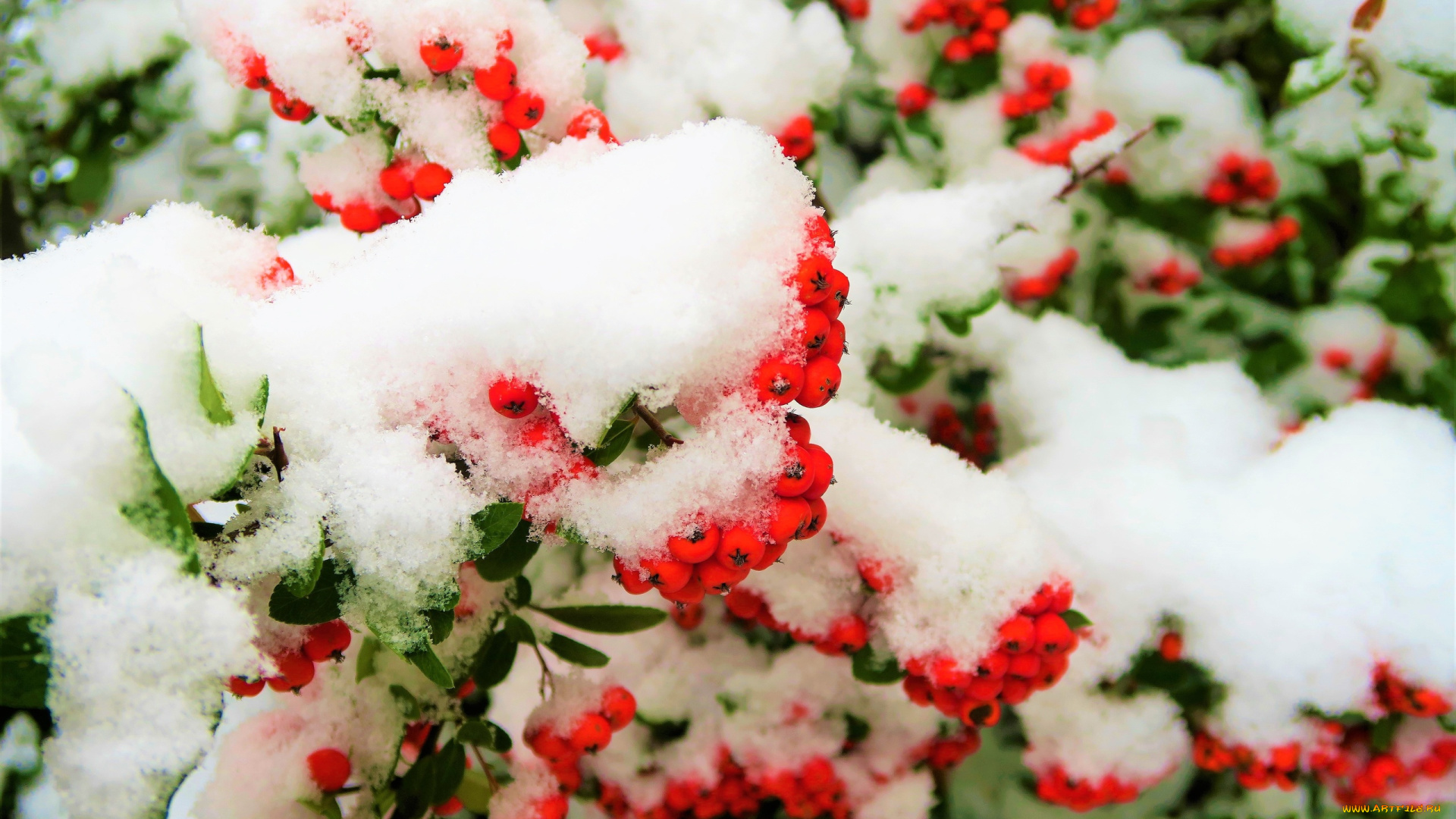 природа, Ягоды, , рябина, композиция, зима, ягоды, снег