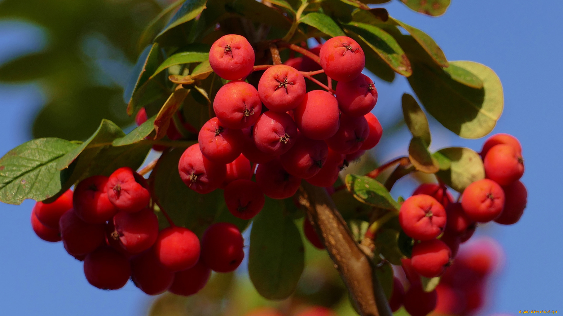 природа, Ягоды, , рябина, простор