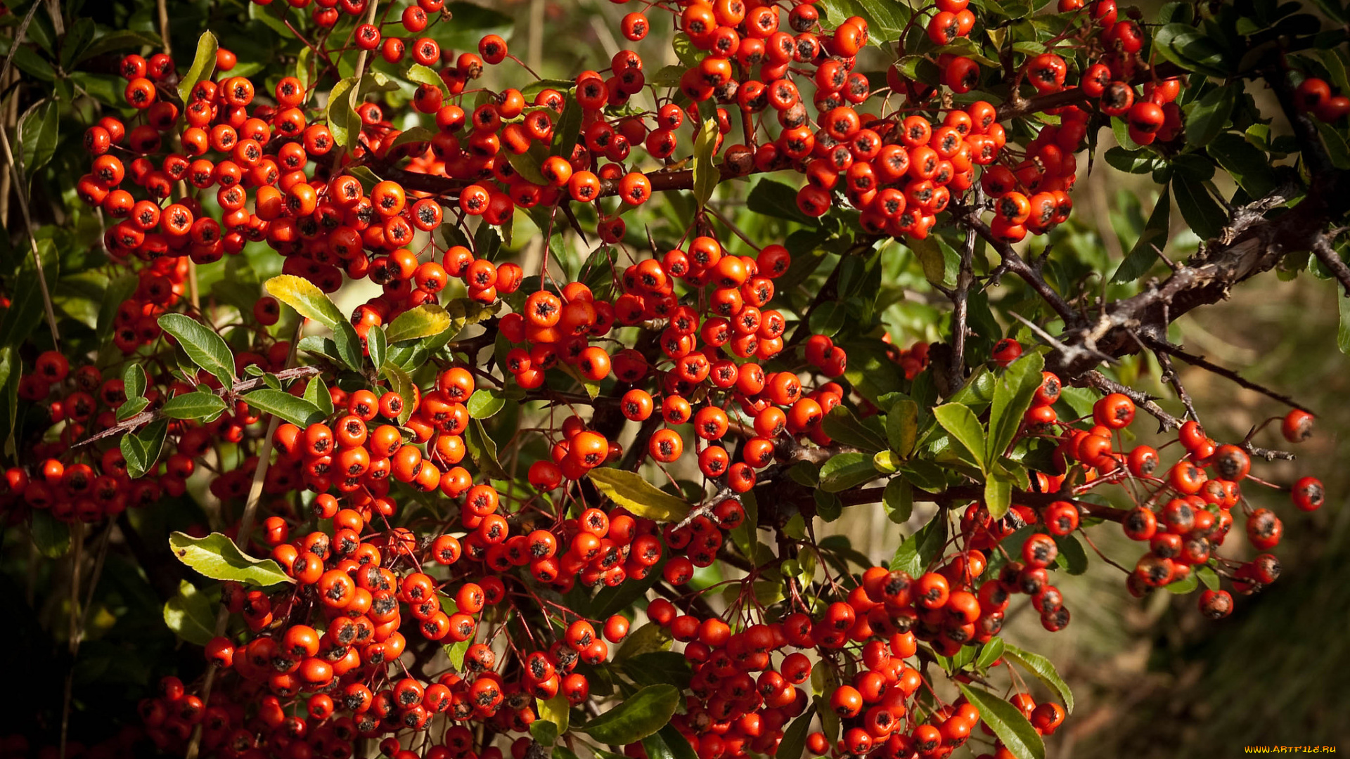 природа, Ягоды, , рябина, простор