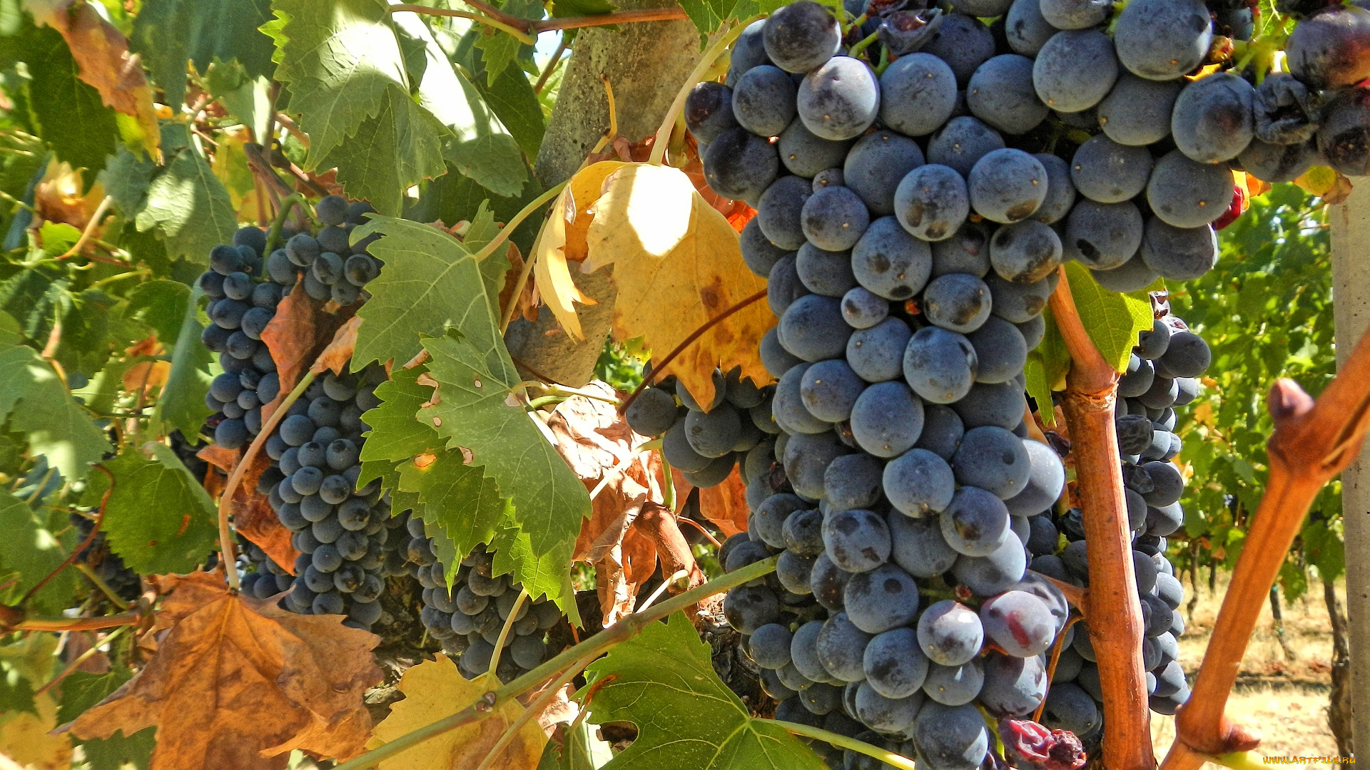 природа, Ягоды, , виноград, простор