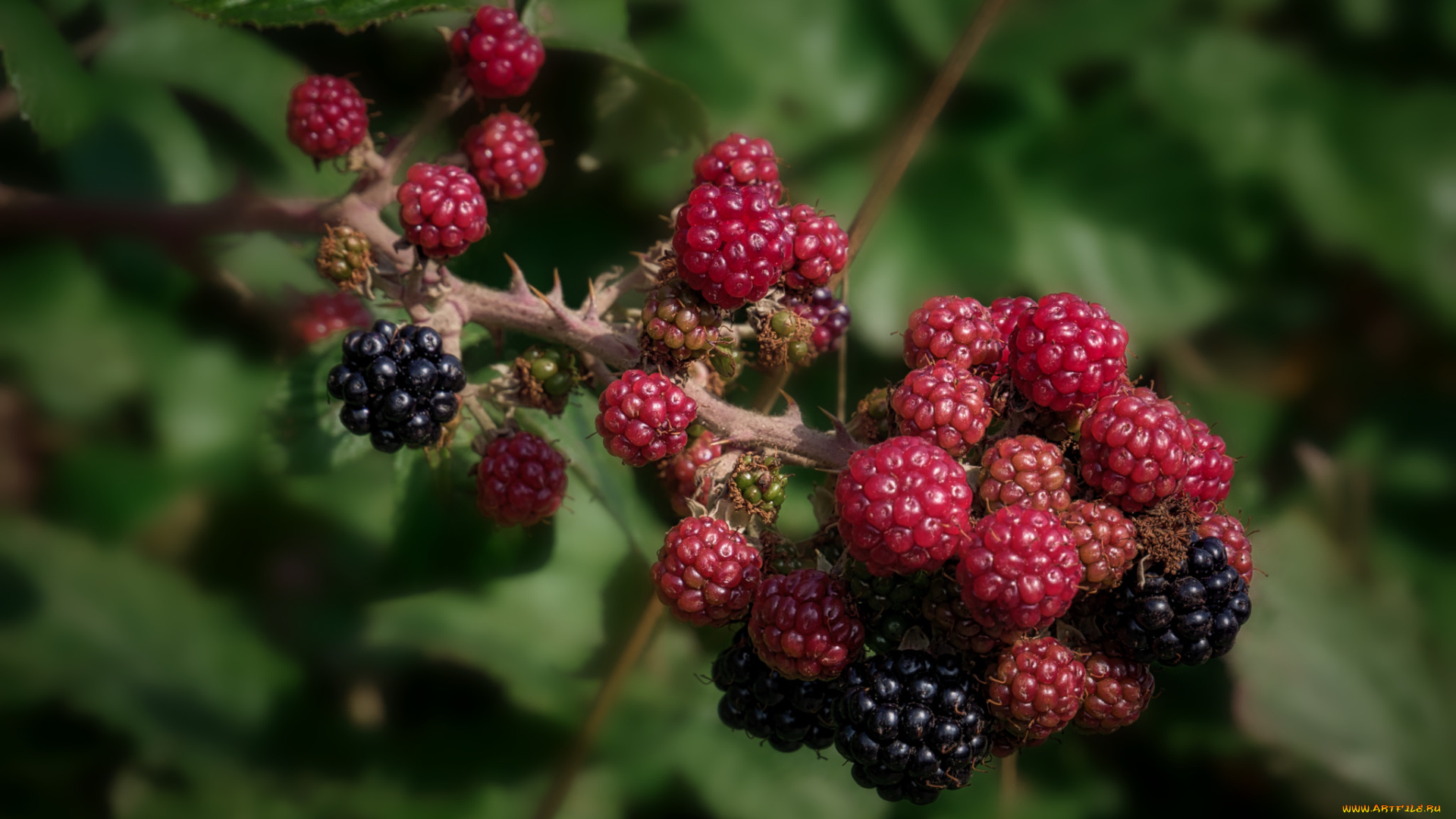 природа, Ягоды, простор