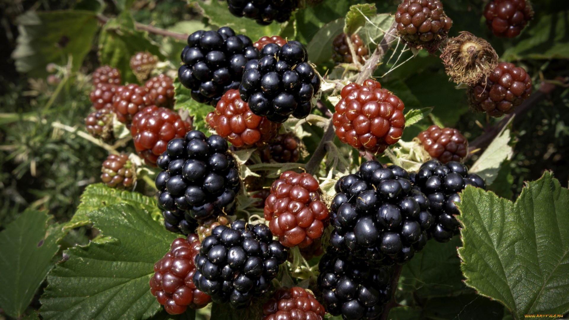 природа, Ягоды, простор