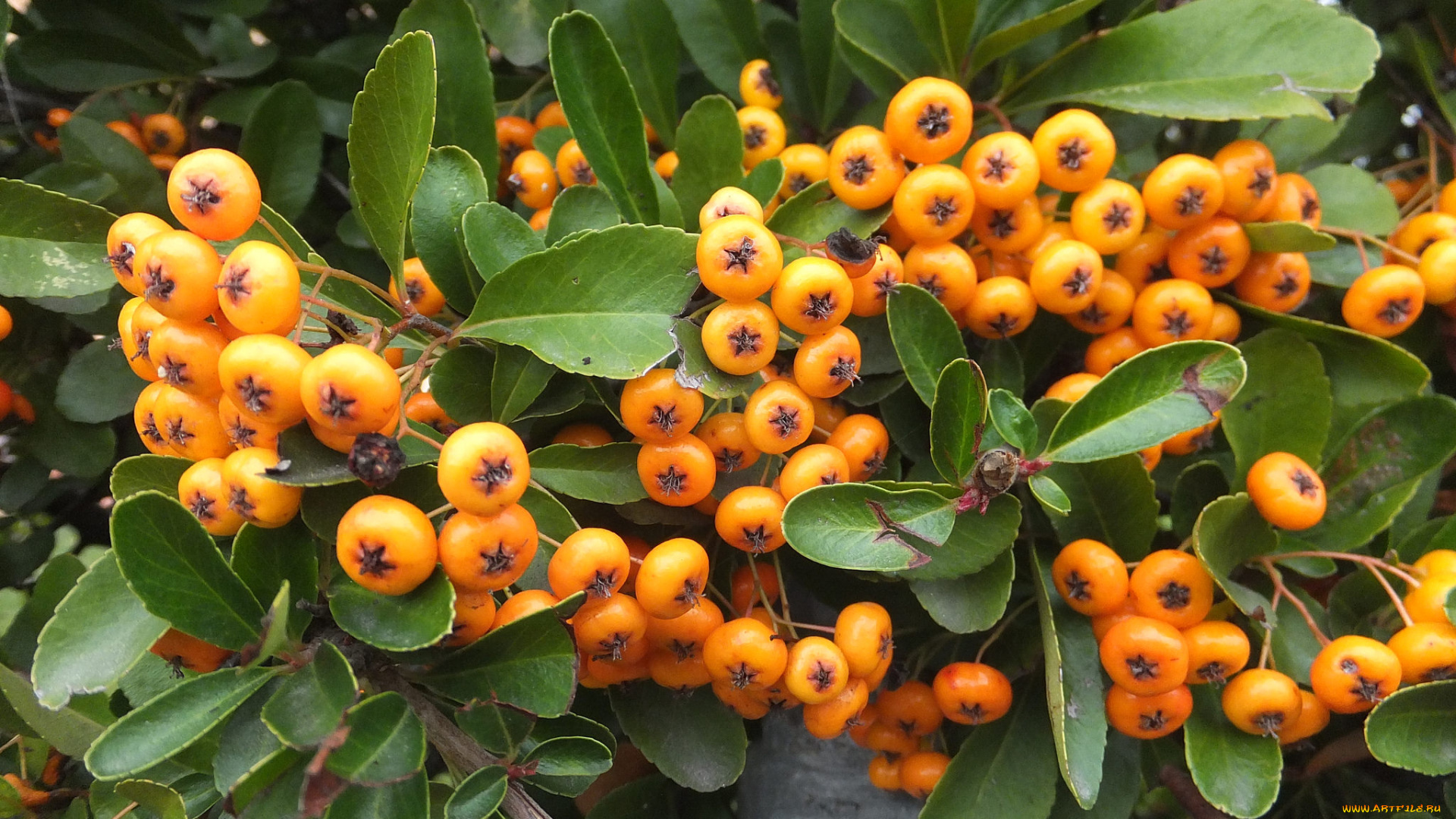 природа, Ягоды, простор