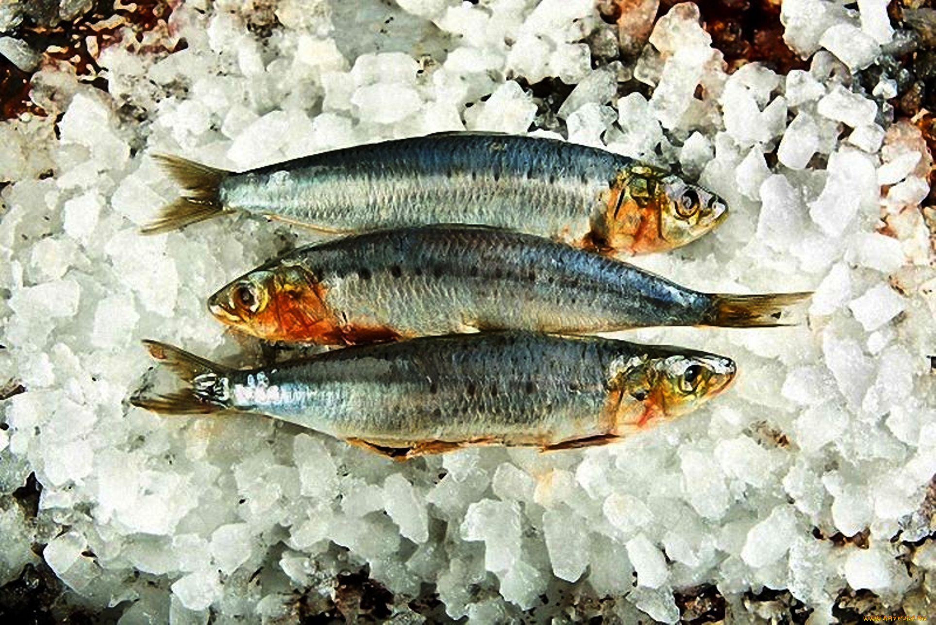 еда, рыба, , морепродукты, , суши, , роллы