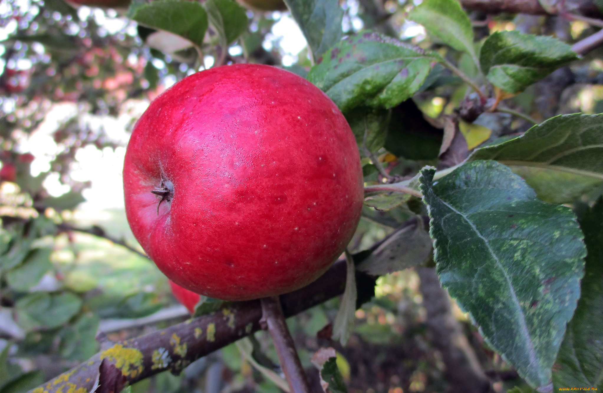 природа, плоды, простор