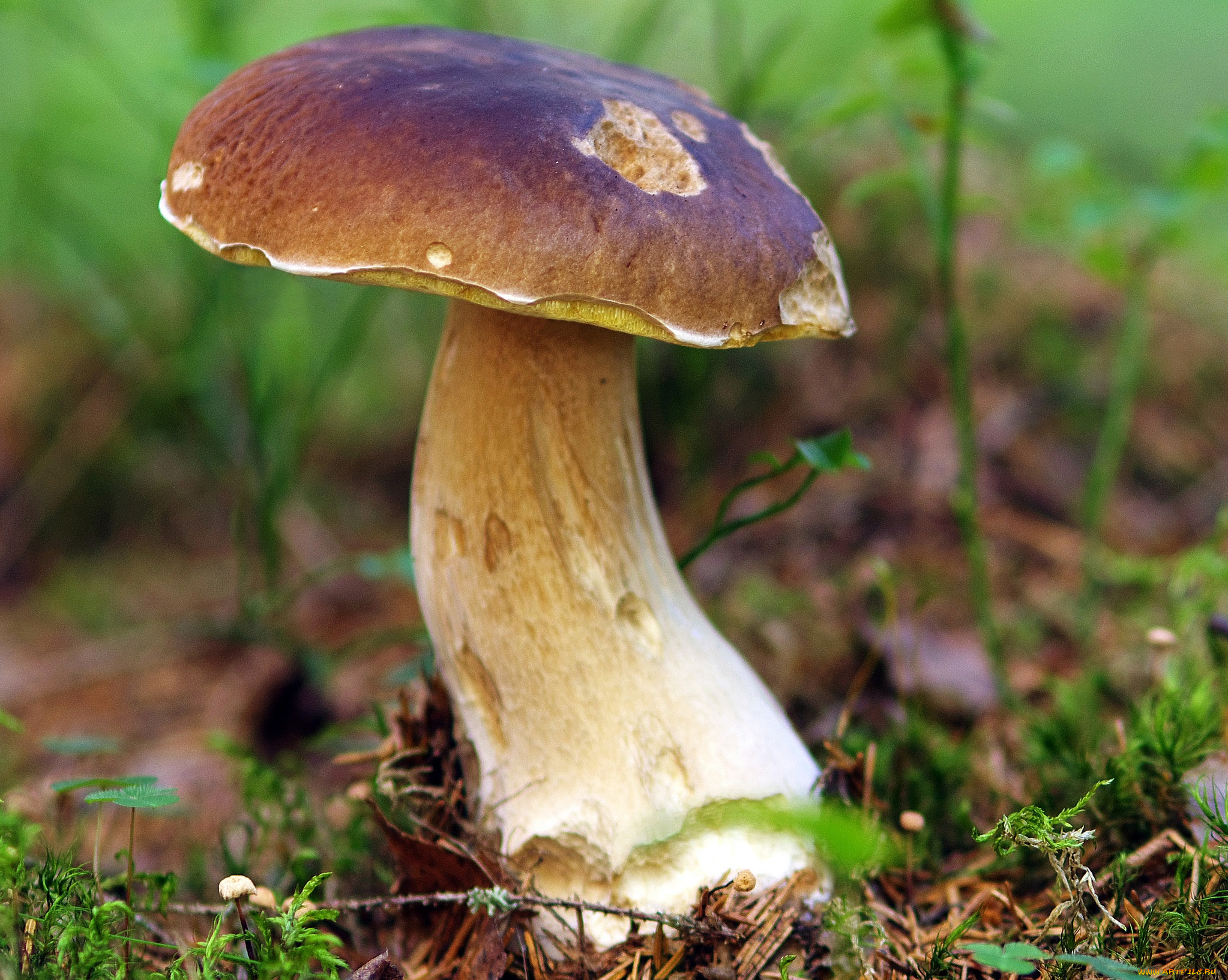 природа, грибы, простор