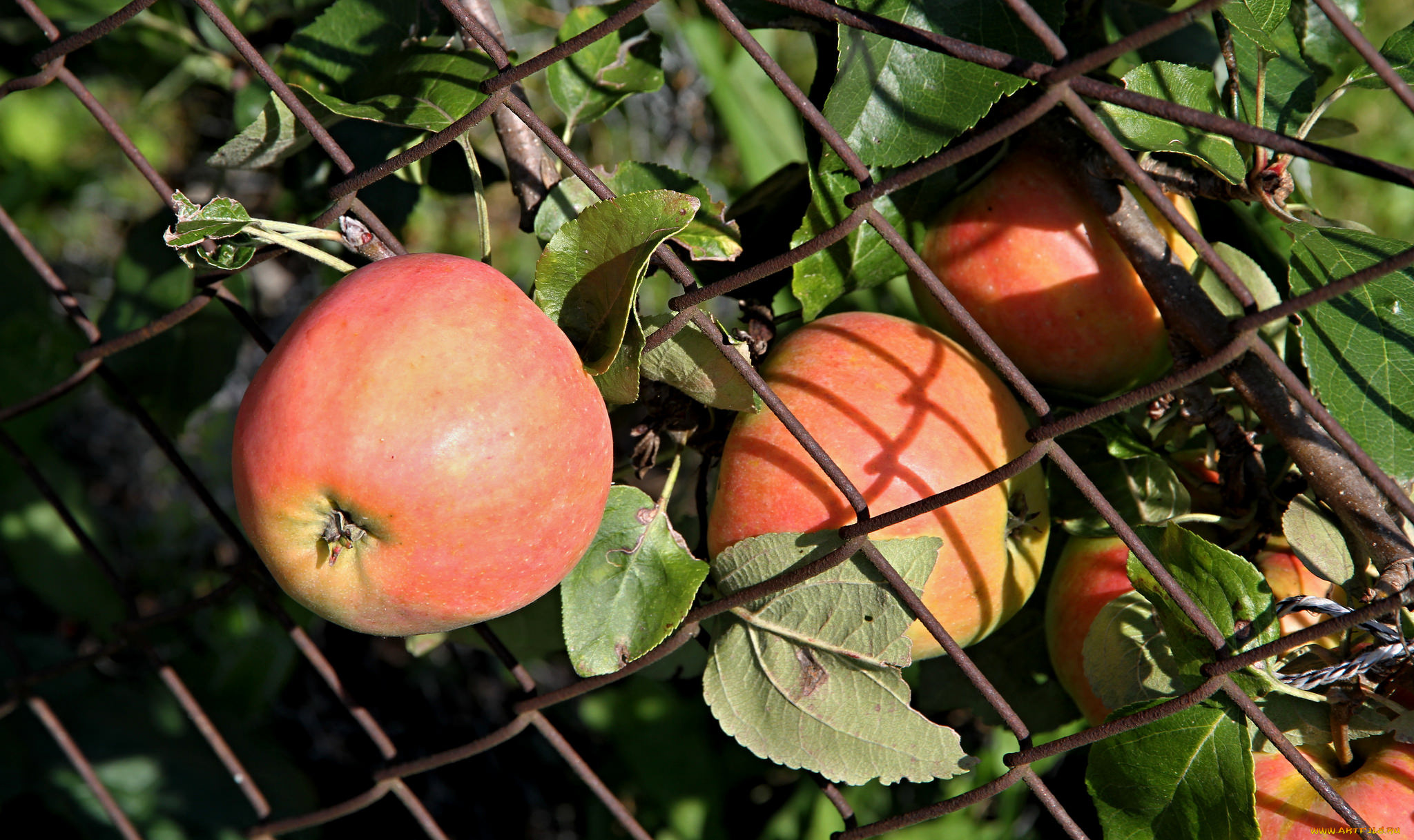 природа, плоды, простор