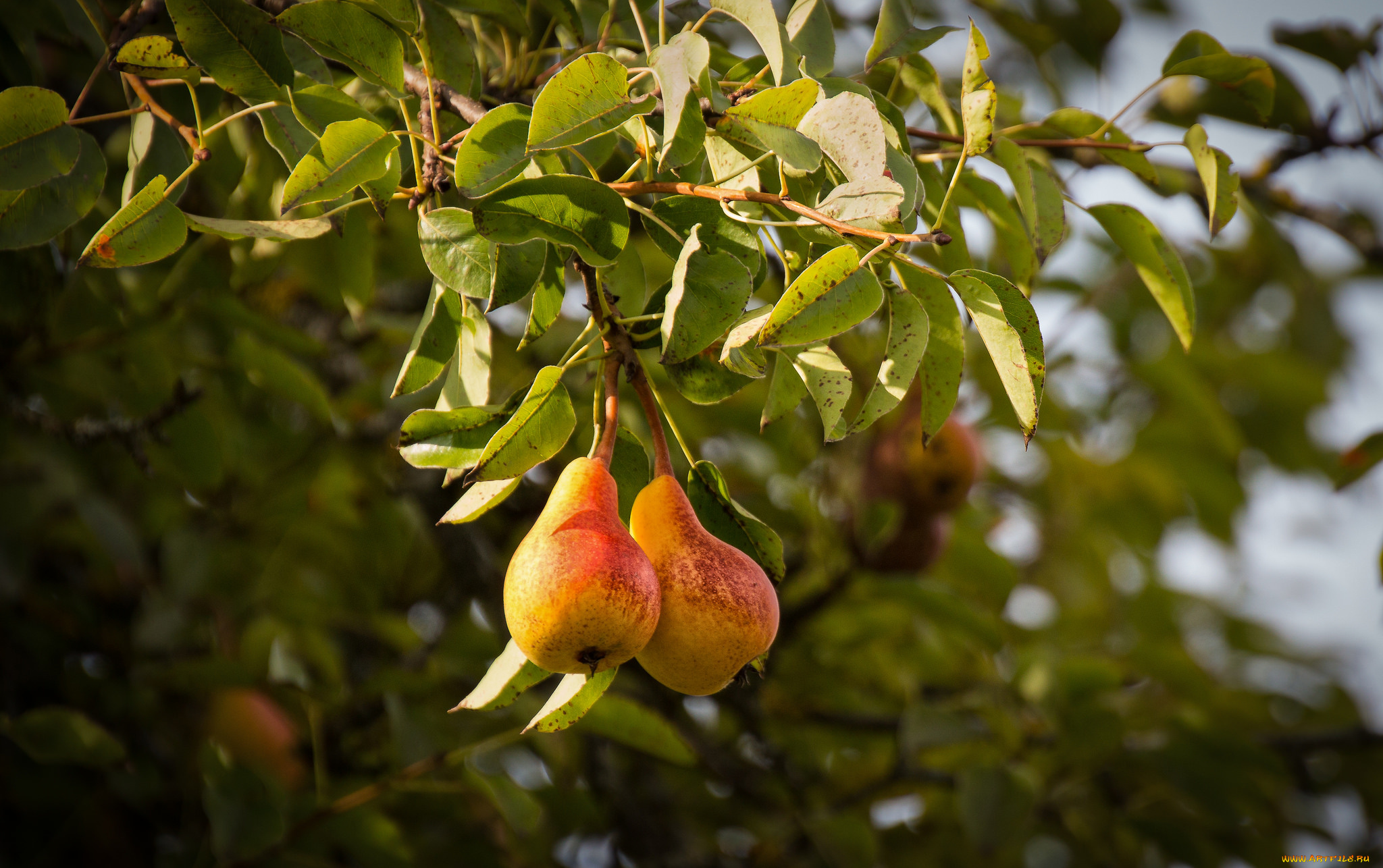 природа, плоды, простор