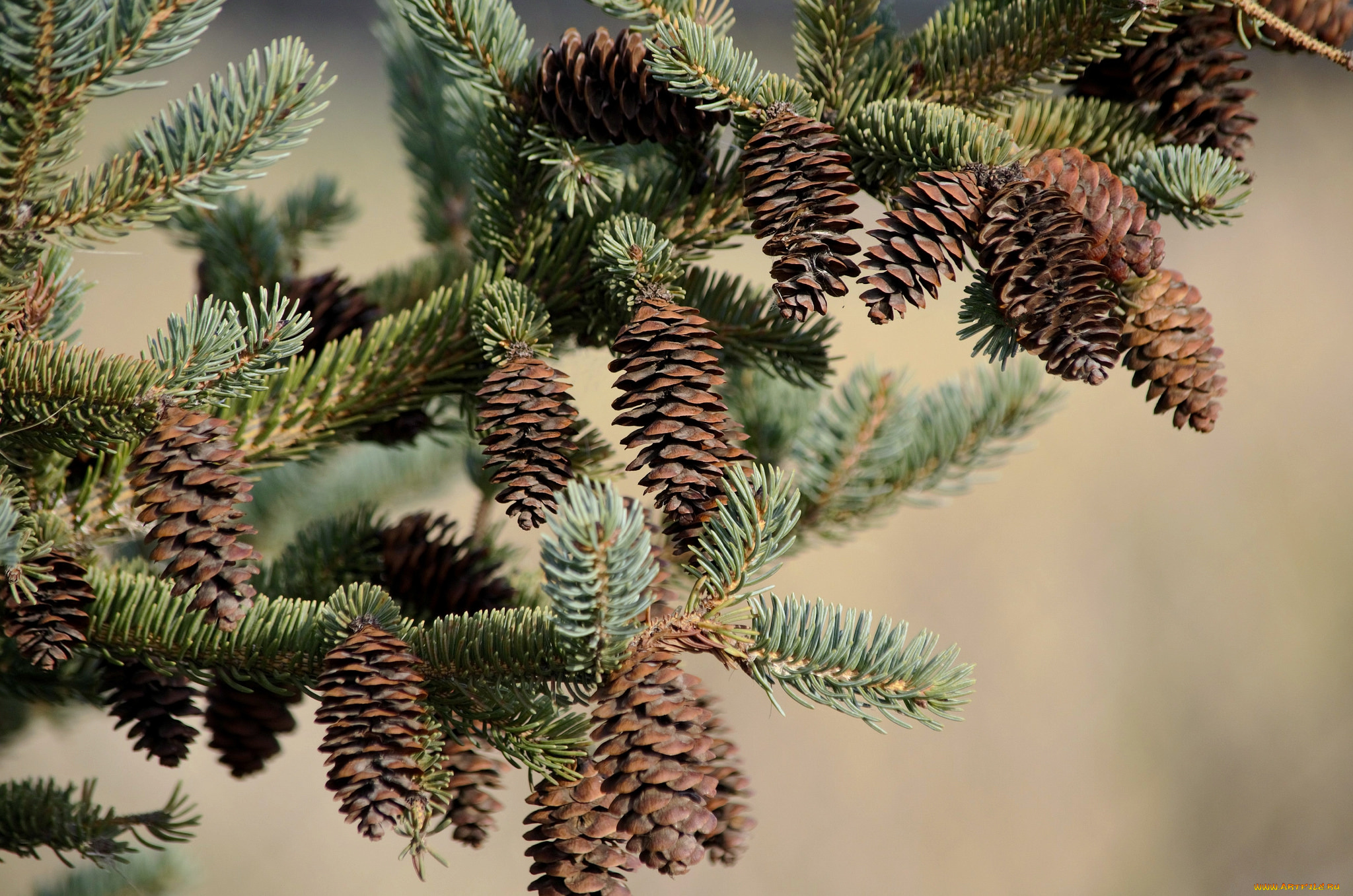 природа, шишки, , жёлуди, , каштаны, простор