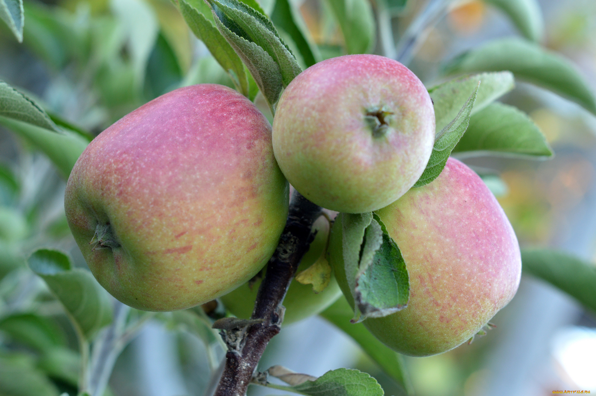 природа, плоды, простор