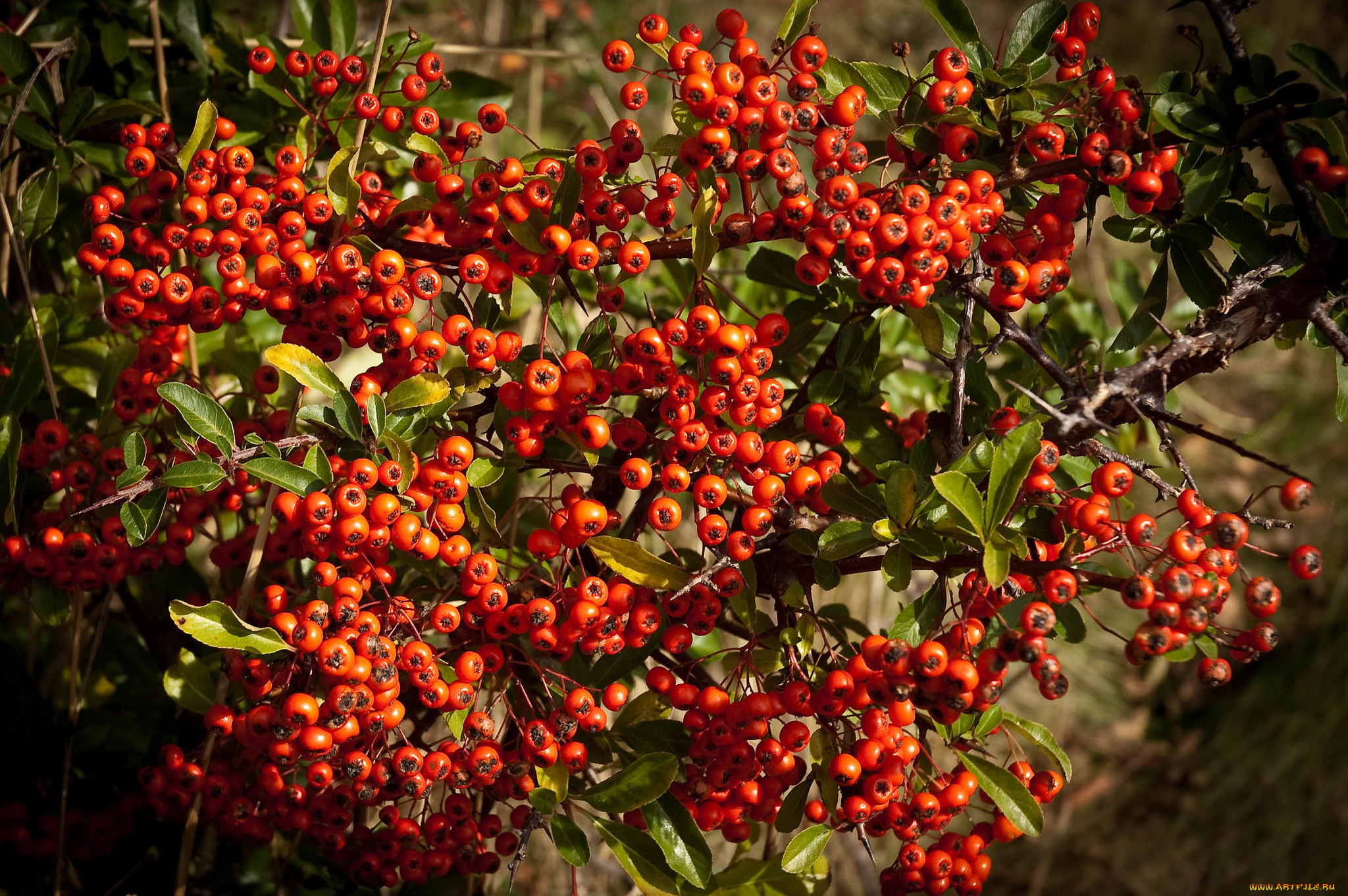 природа, Ягоды, , рябина, простор
