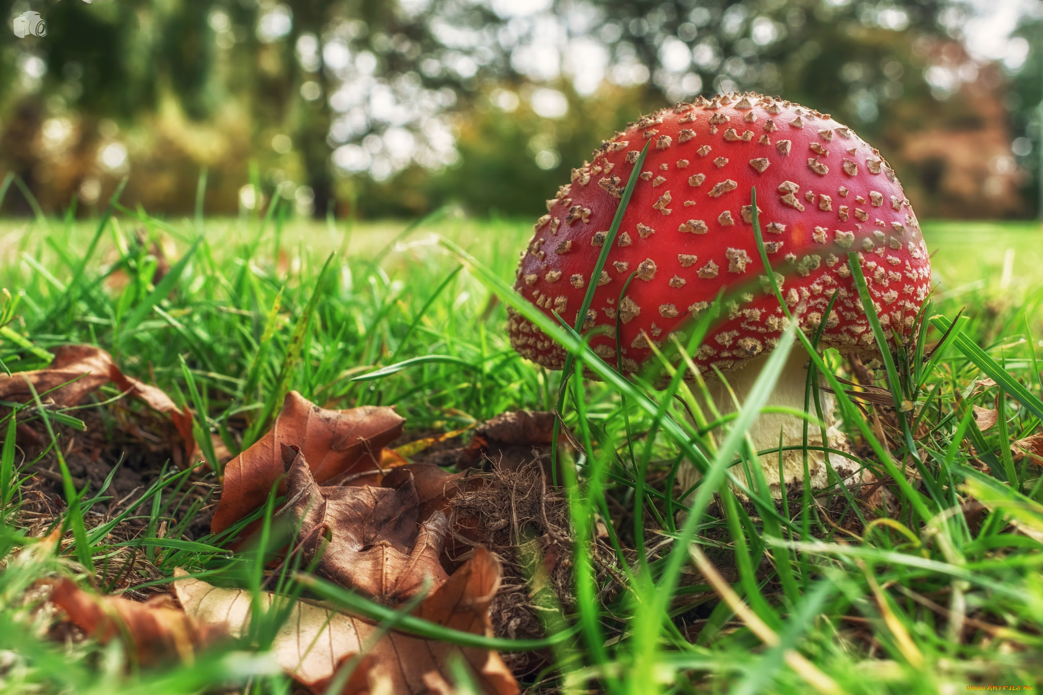 природа, грибы, , мухомор, простор