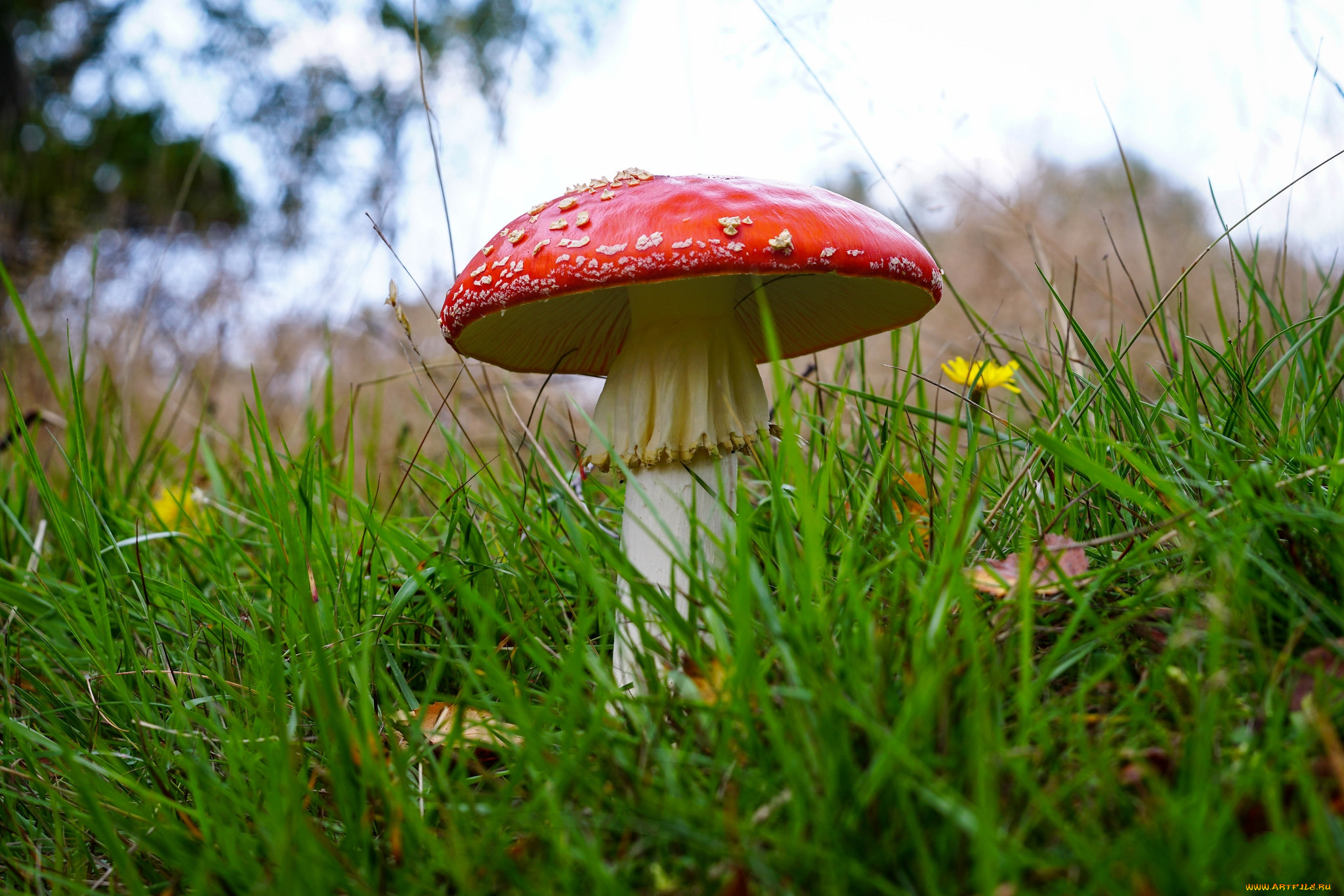 природа, грибы, , мухомор, простор