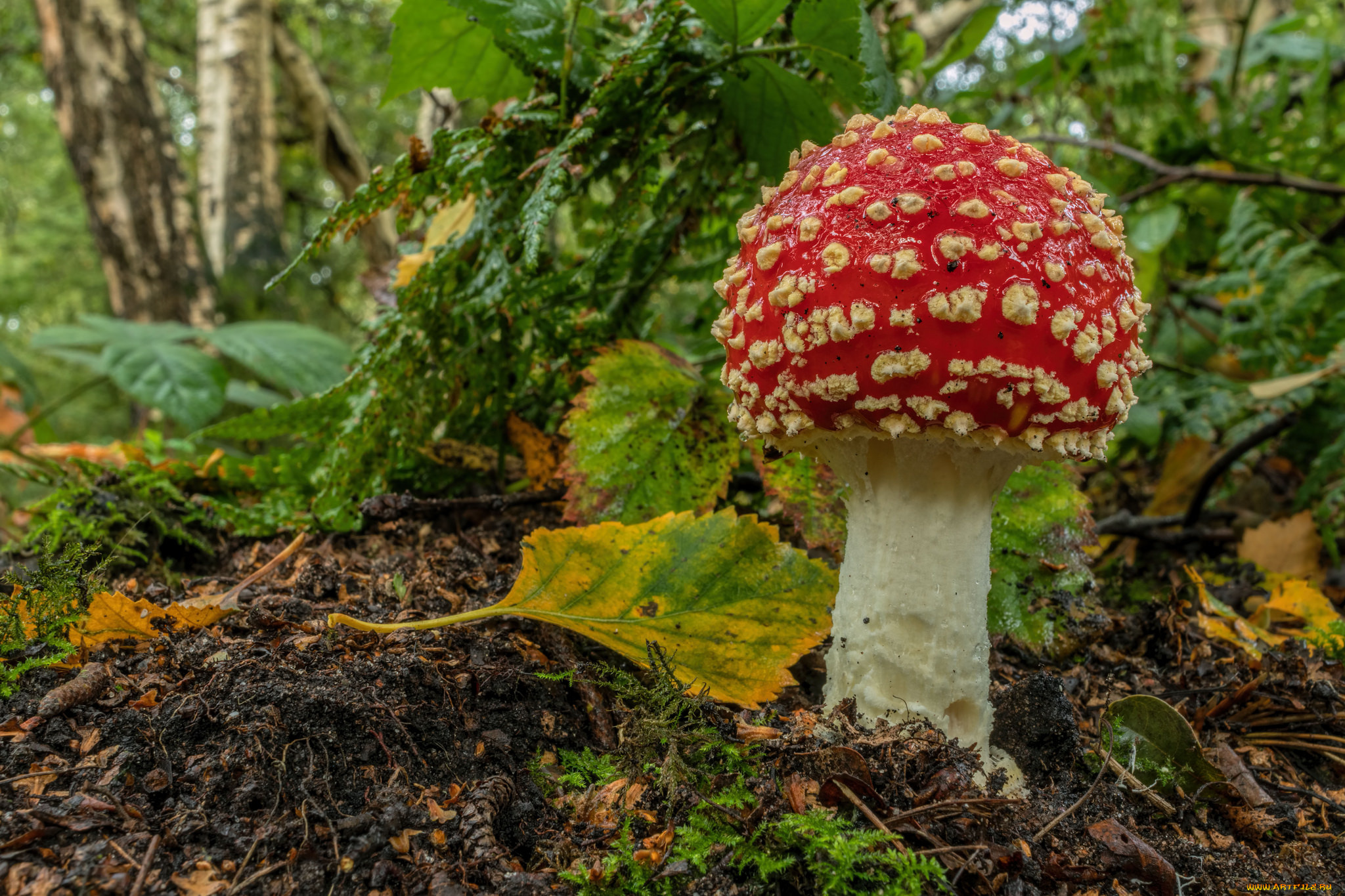 природа, грибы, , мухомор, простор