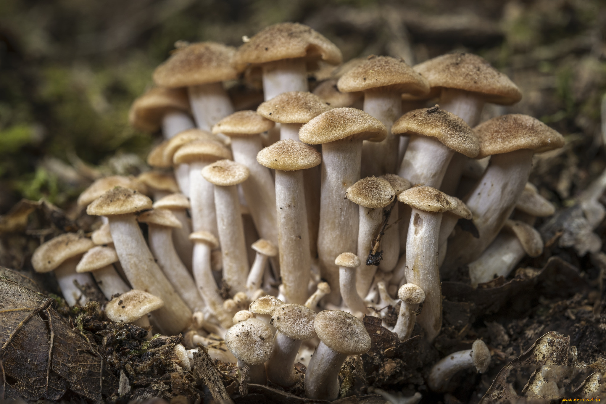 природа, грибы, простор