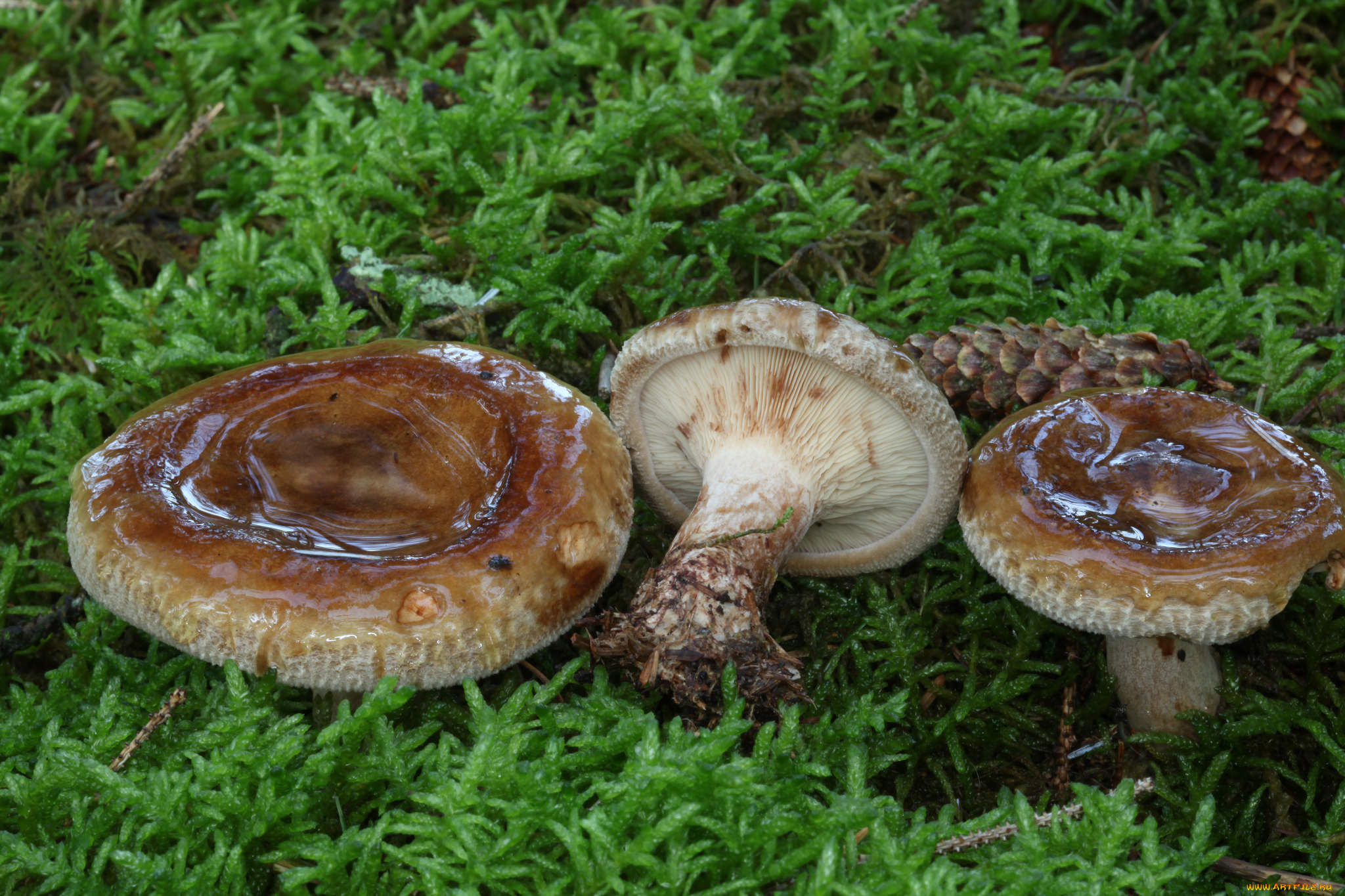 природа, грибы, простор