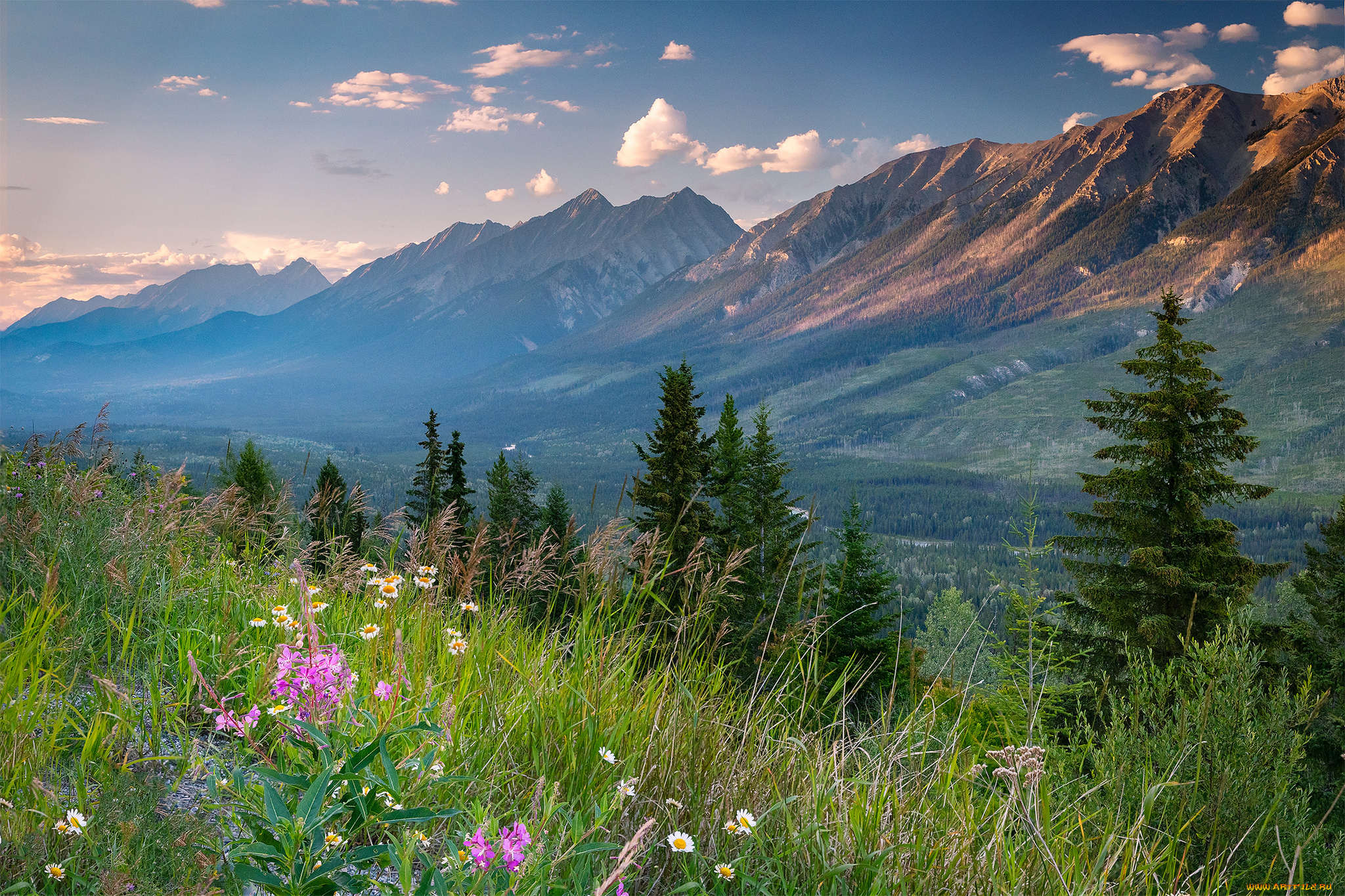 природа, луга, простор