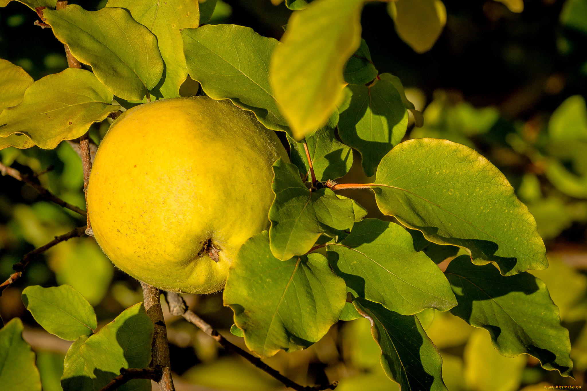 природа, плоды, простор