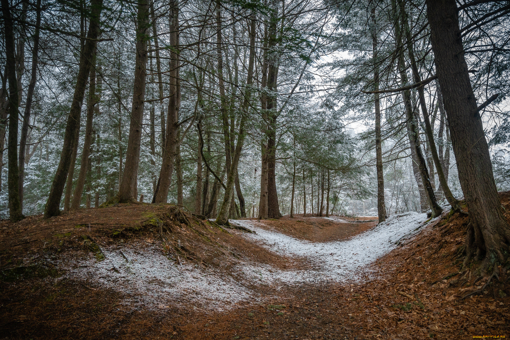 природа, лес, простор