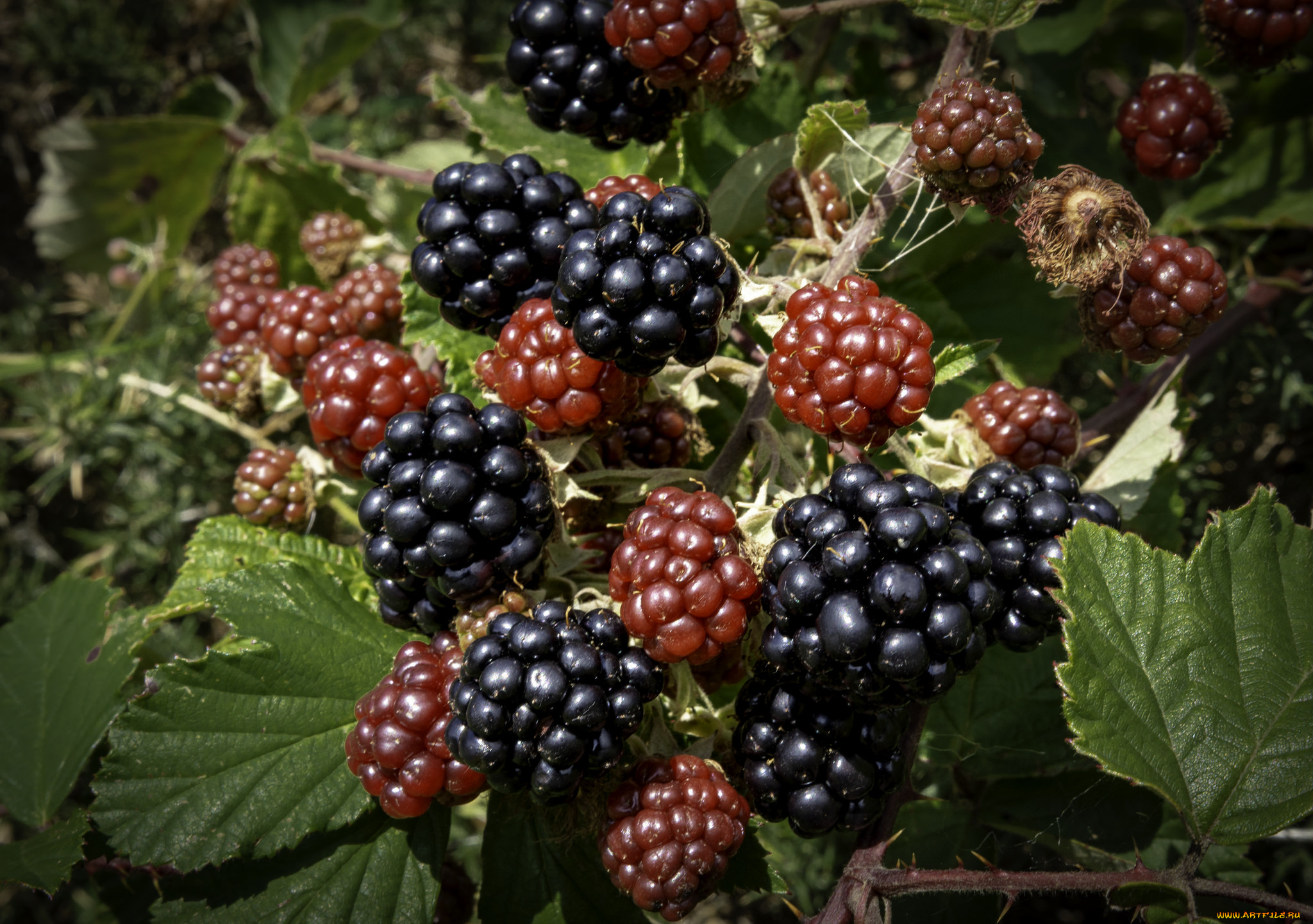 природа, Ягоды, простор