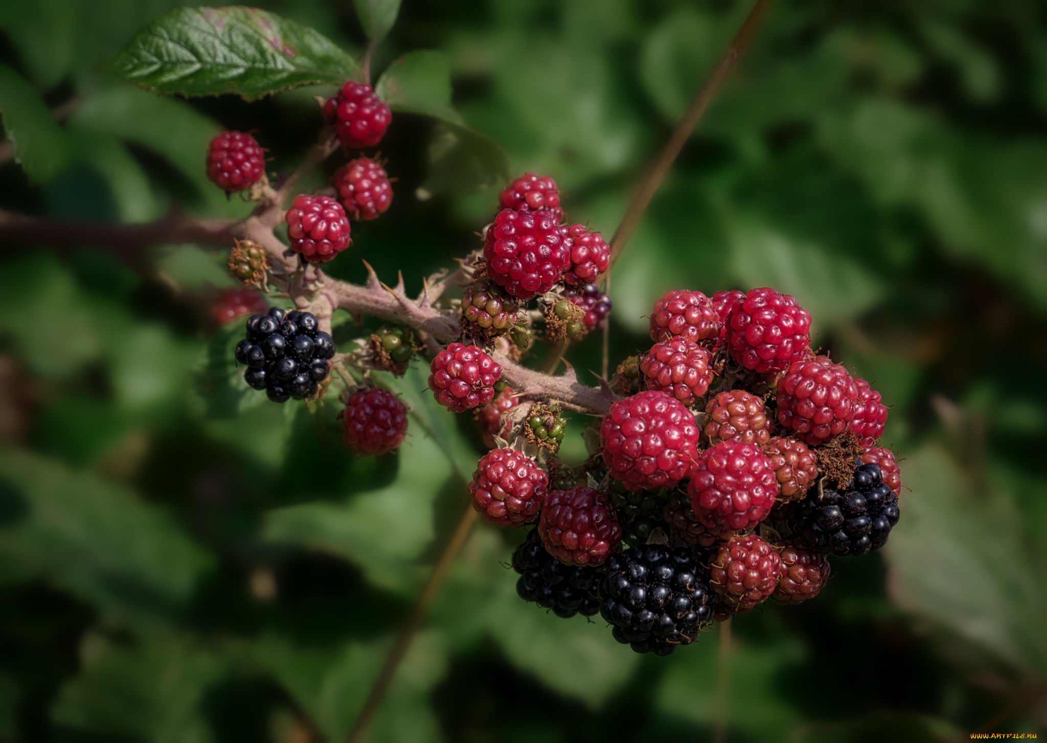 природа, Ягоды, простор