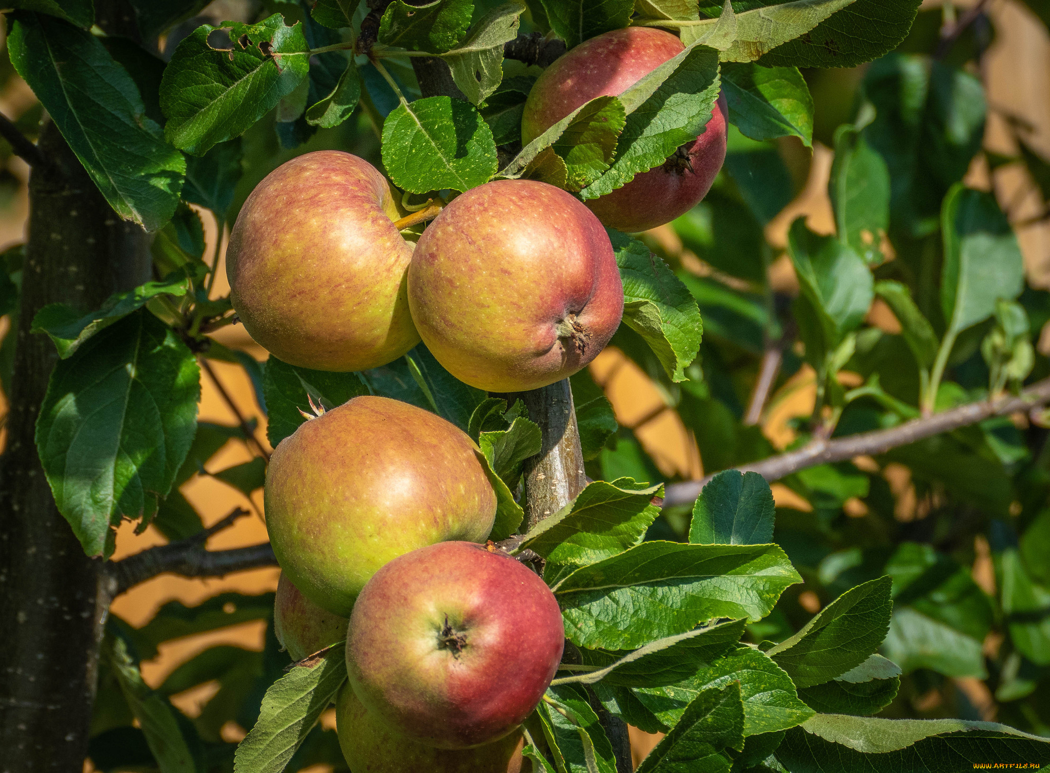 природа, плоды, простор