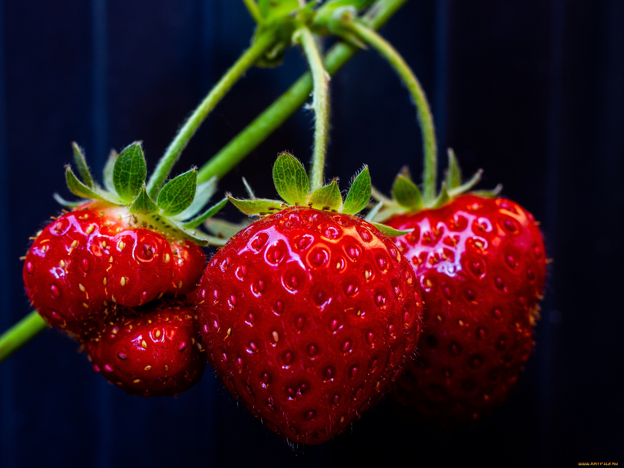 природа, Ягоды, простор