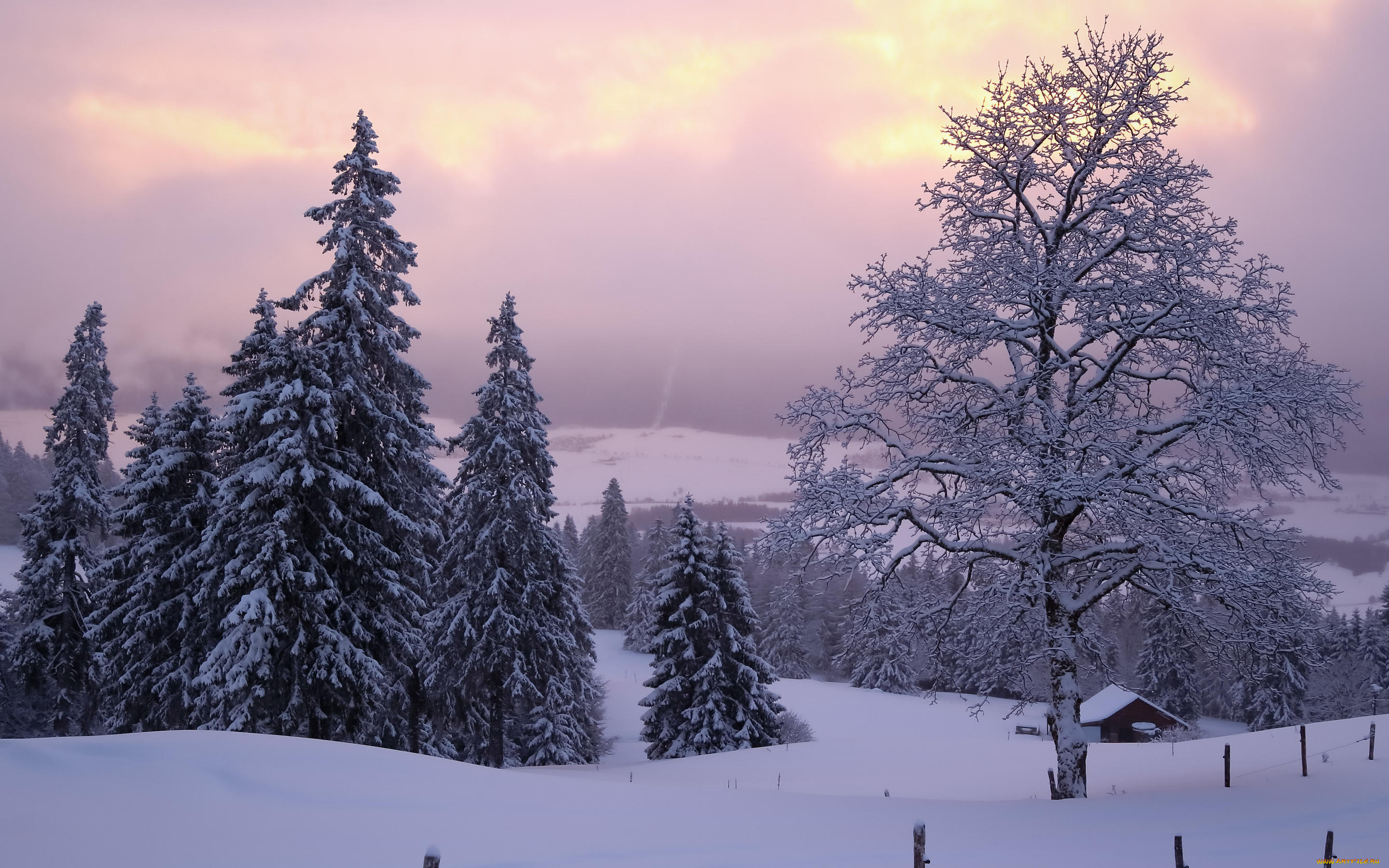 природа, зима, деревья, снег