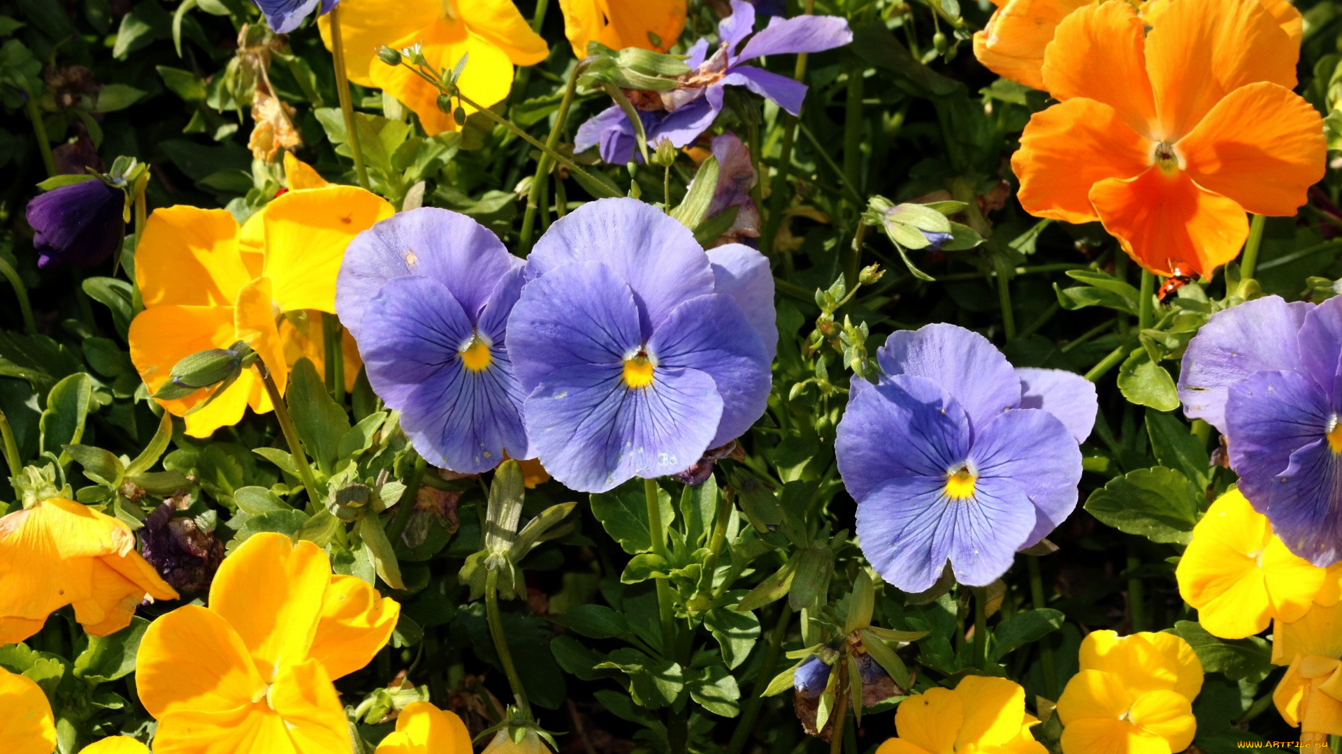 цветы, анютины, глазки, , садовые, фиалки, разноцветный