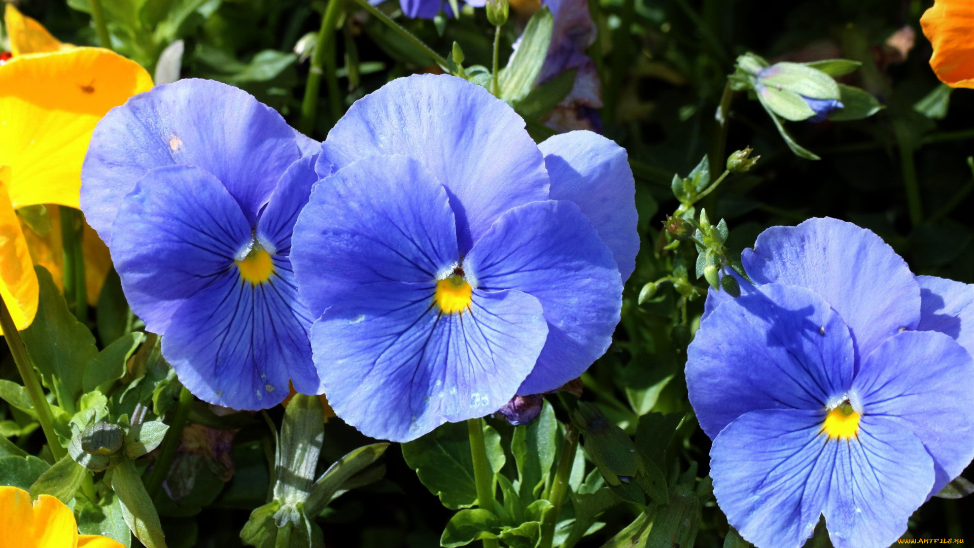 цветы, анютины, глазки, , садовые, фиалки, синий