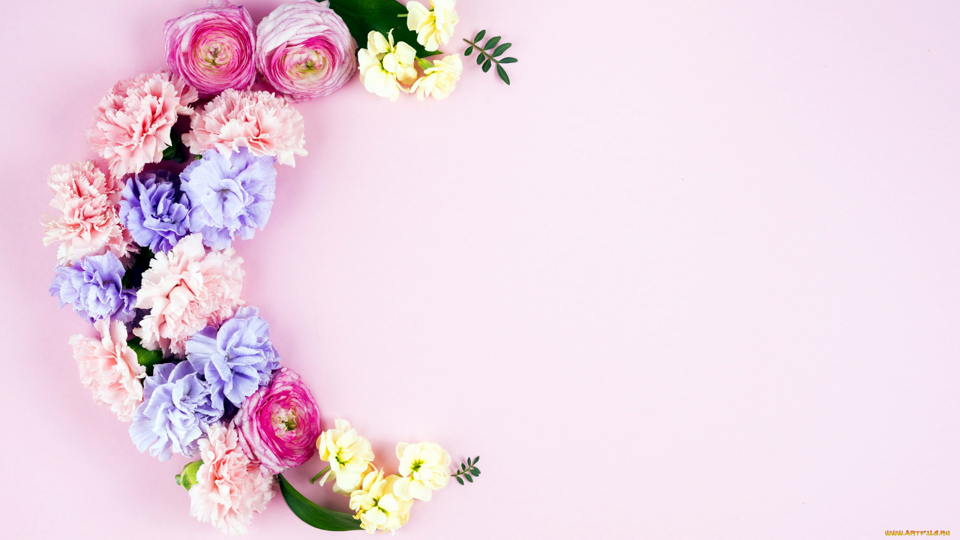 цветы, букеты, , композиции, гвоздика, ранункулюс