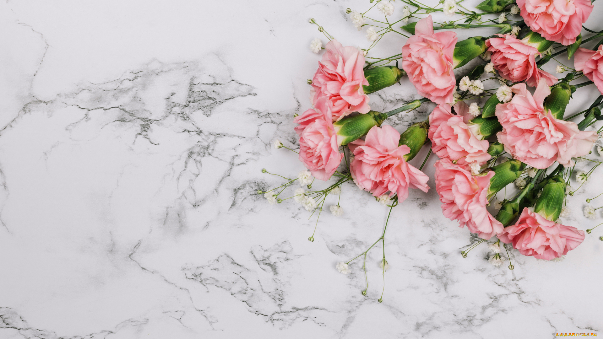 цветы, гвоздики, розовый