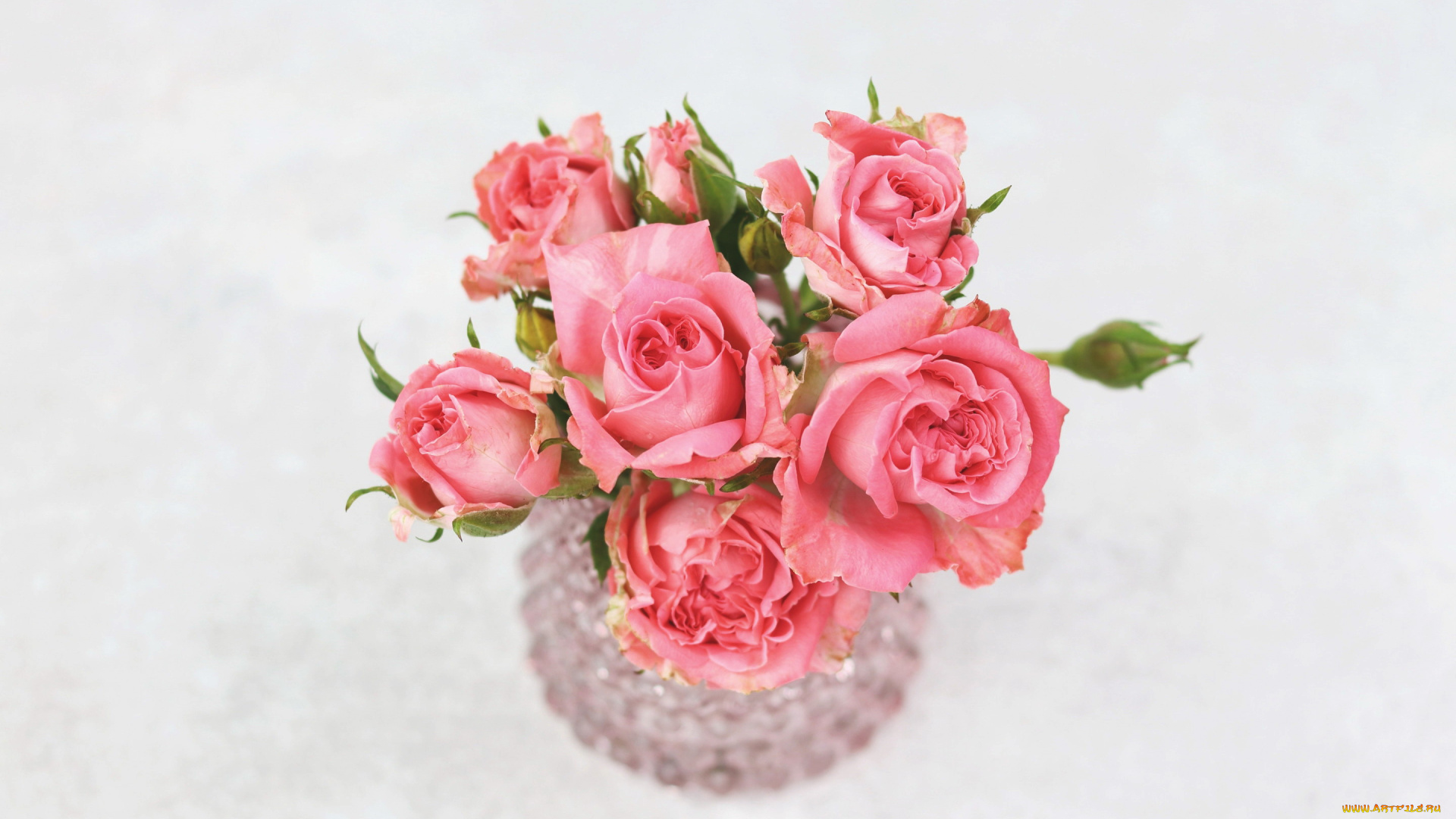 цветы, розы, бутоны