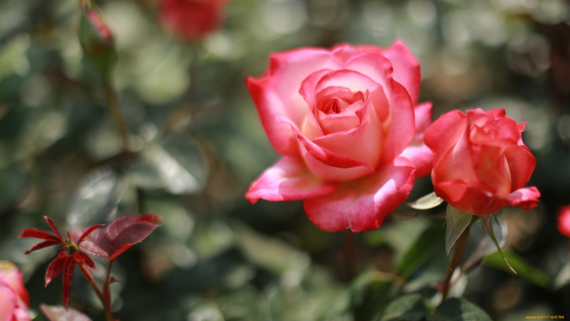 цветы, розы, бутоны