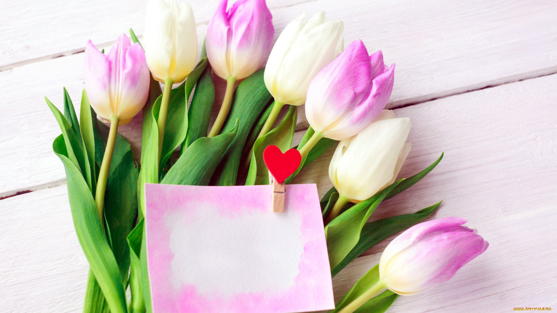 цветы, тюльпаны, бутоны