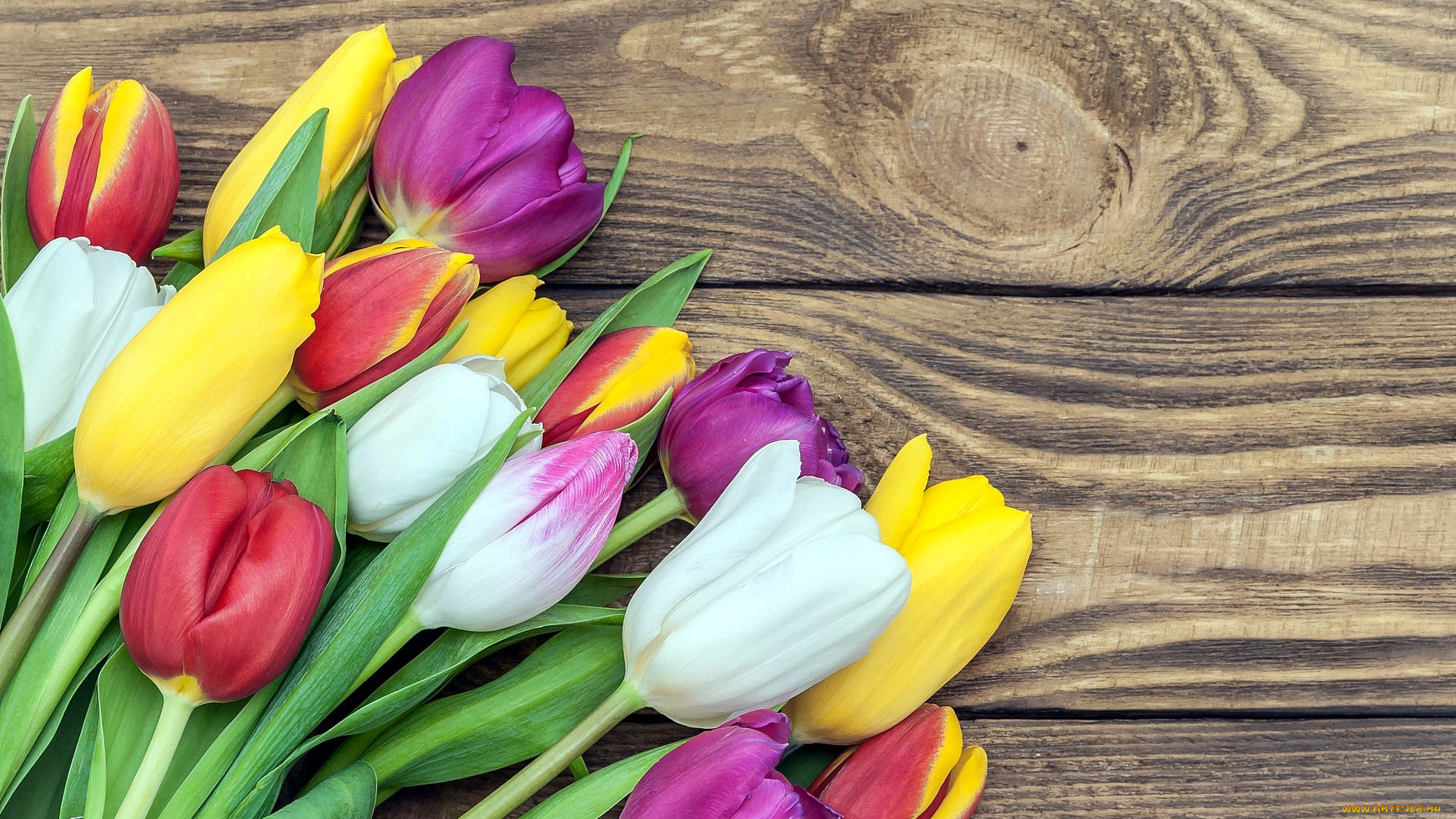 цветы, тюльпаны, бутоны